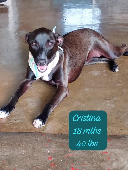 Enlarge Cristina, a Adoptable mixed breed in Virginia Beach, VA image 1/2