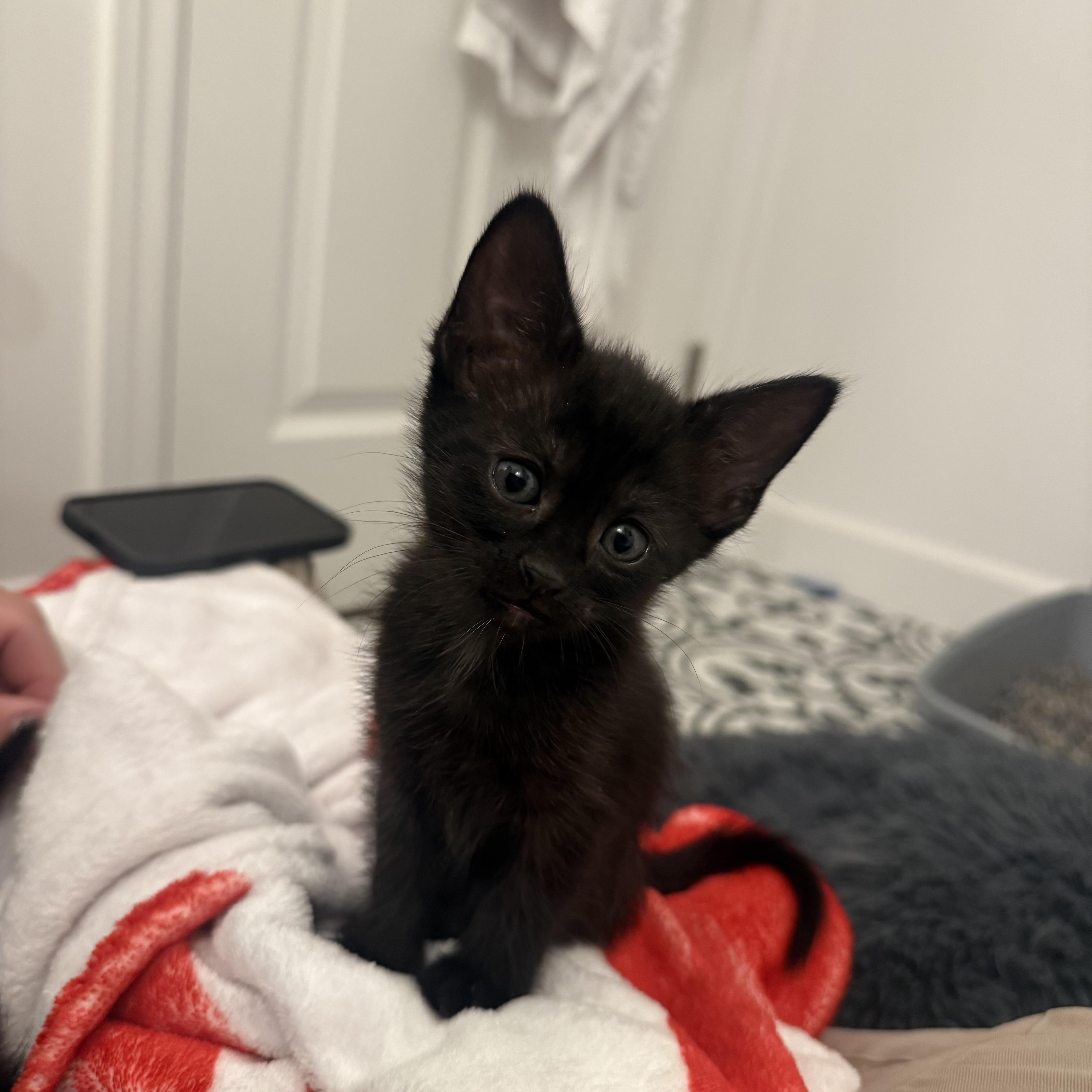 Enlarge Wally , a ADOPTABLE Domestic Short Hair in Pacific Palisades, CA image 1/5