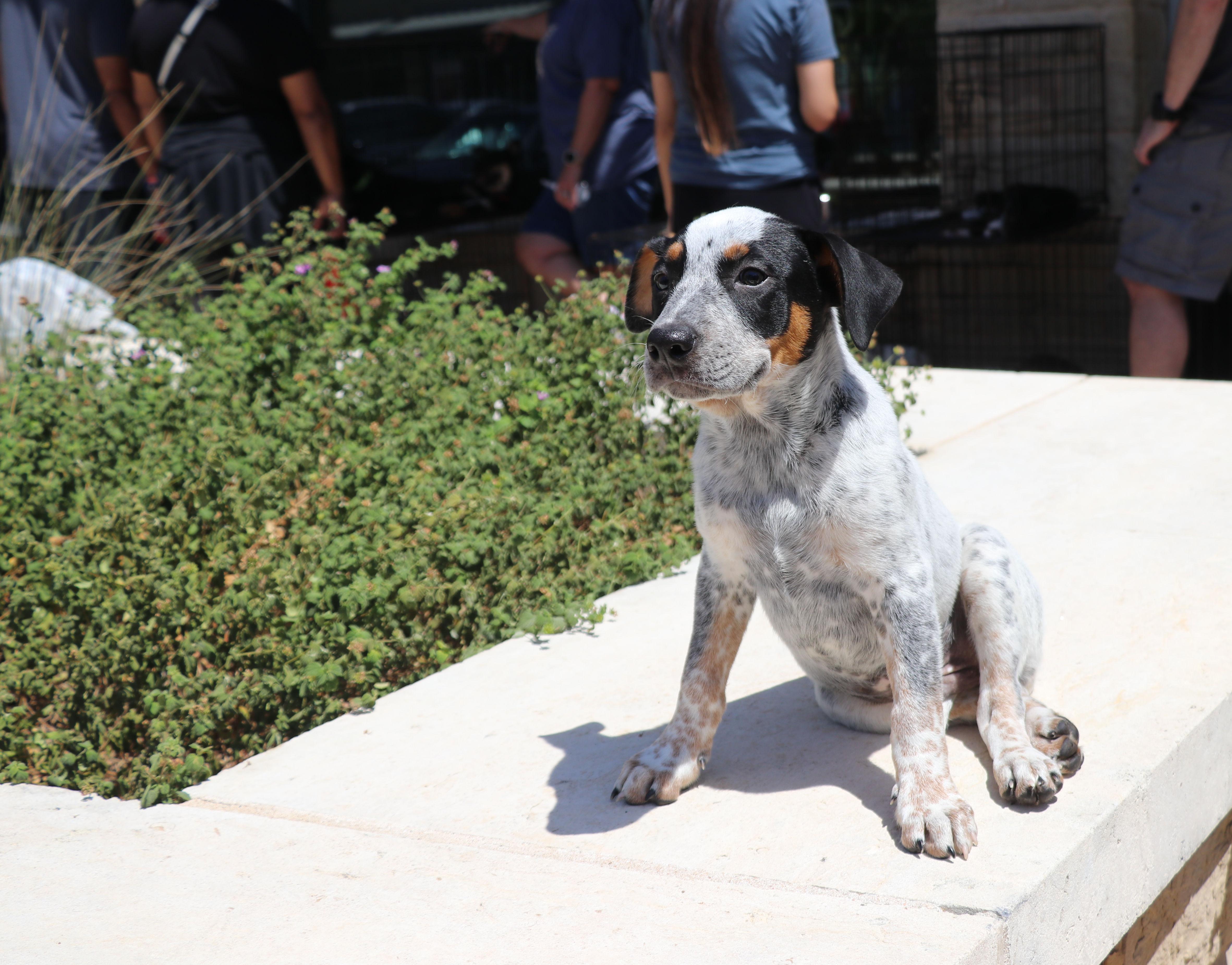Muffin, adopted, Puppy Male Australian Cattle Dog / Blue Heeler.