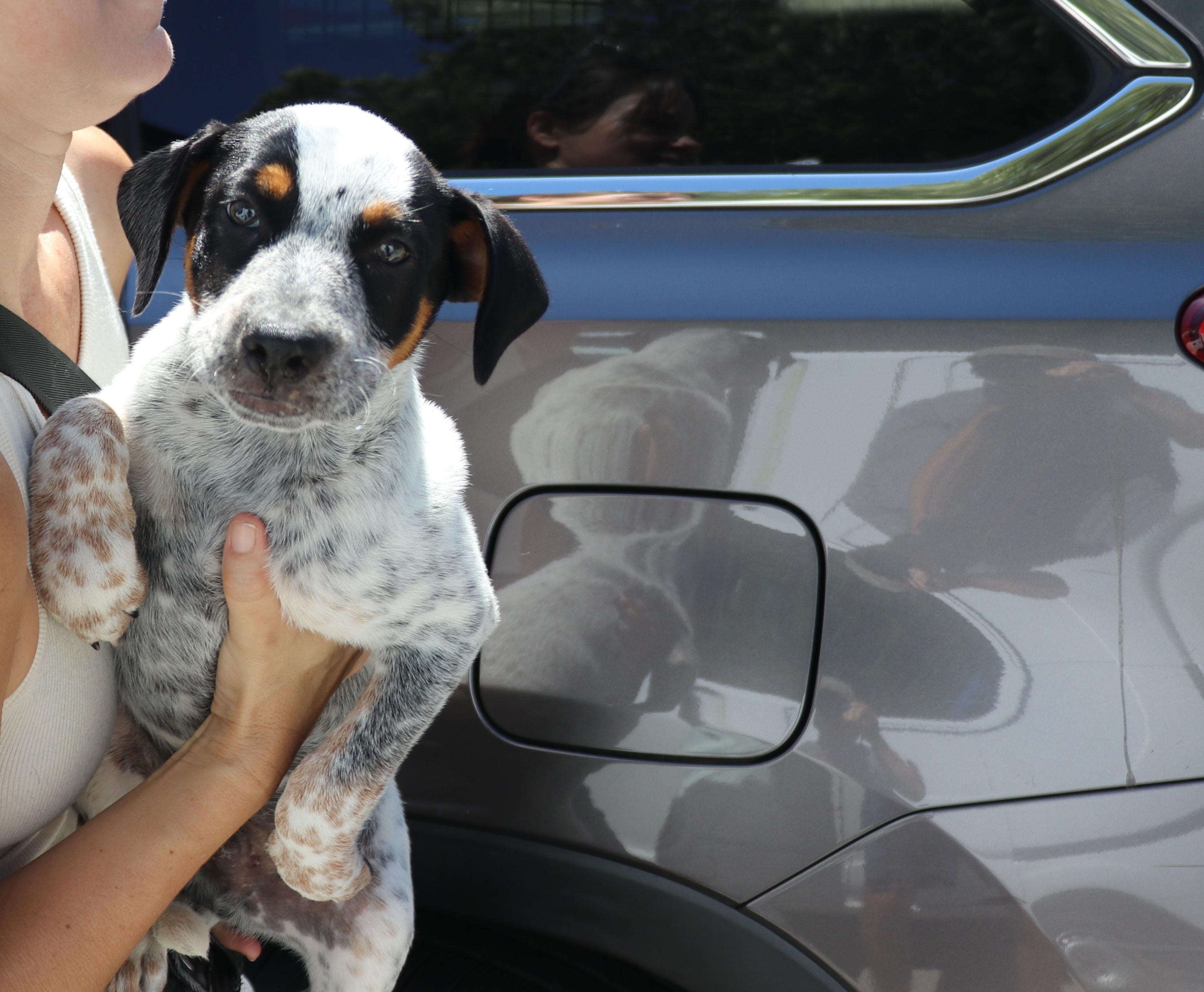 Enlarge Muffin, an adopted mixed breed in Pflugerville, TX image 2/6