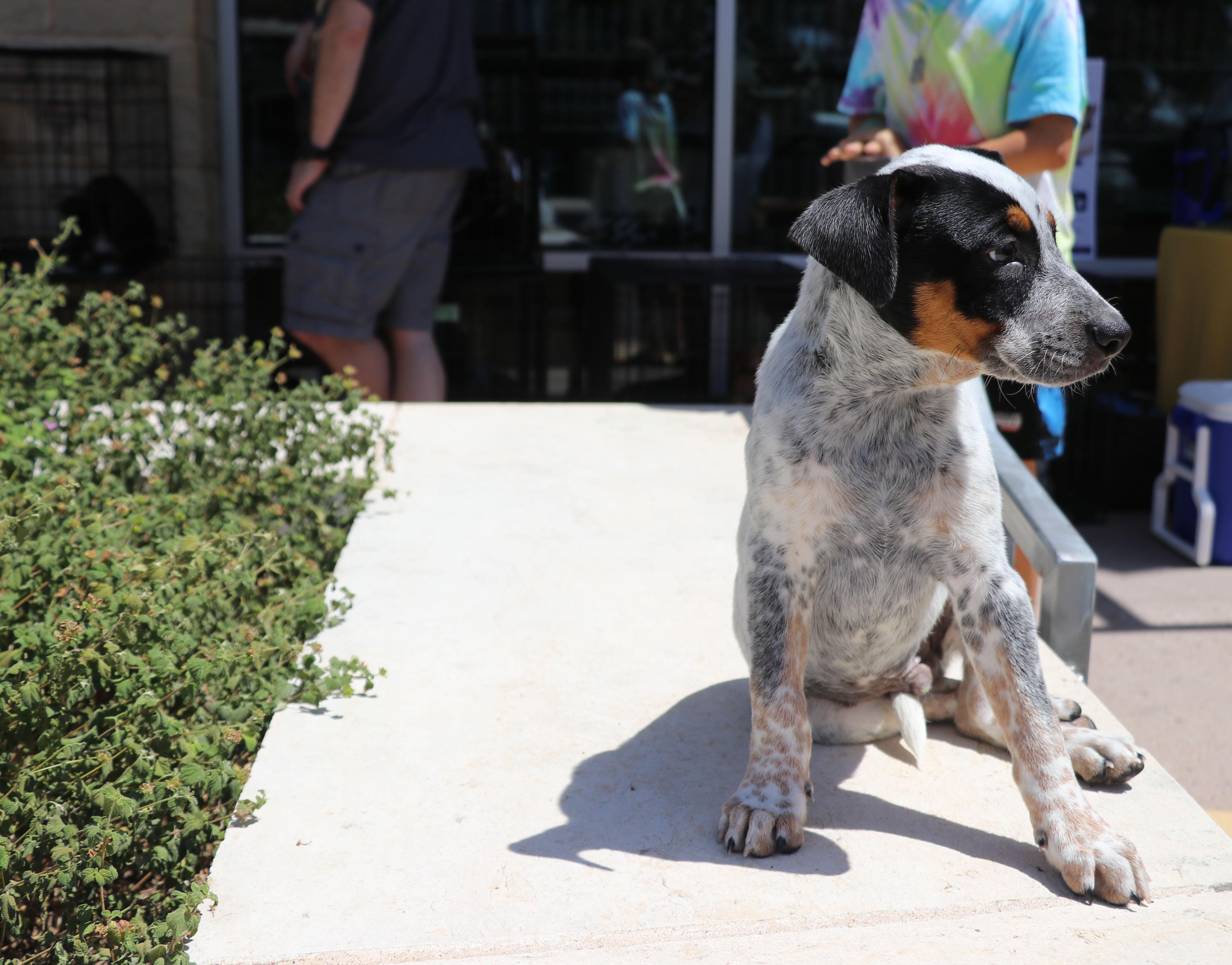 Enlarge Muffin, an adopted mixed breed in Pflugerville, TX image 5/6