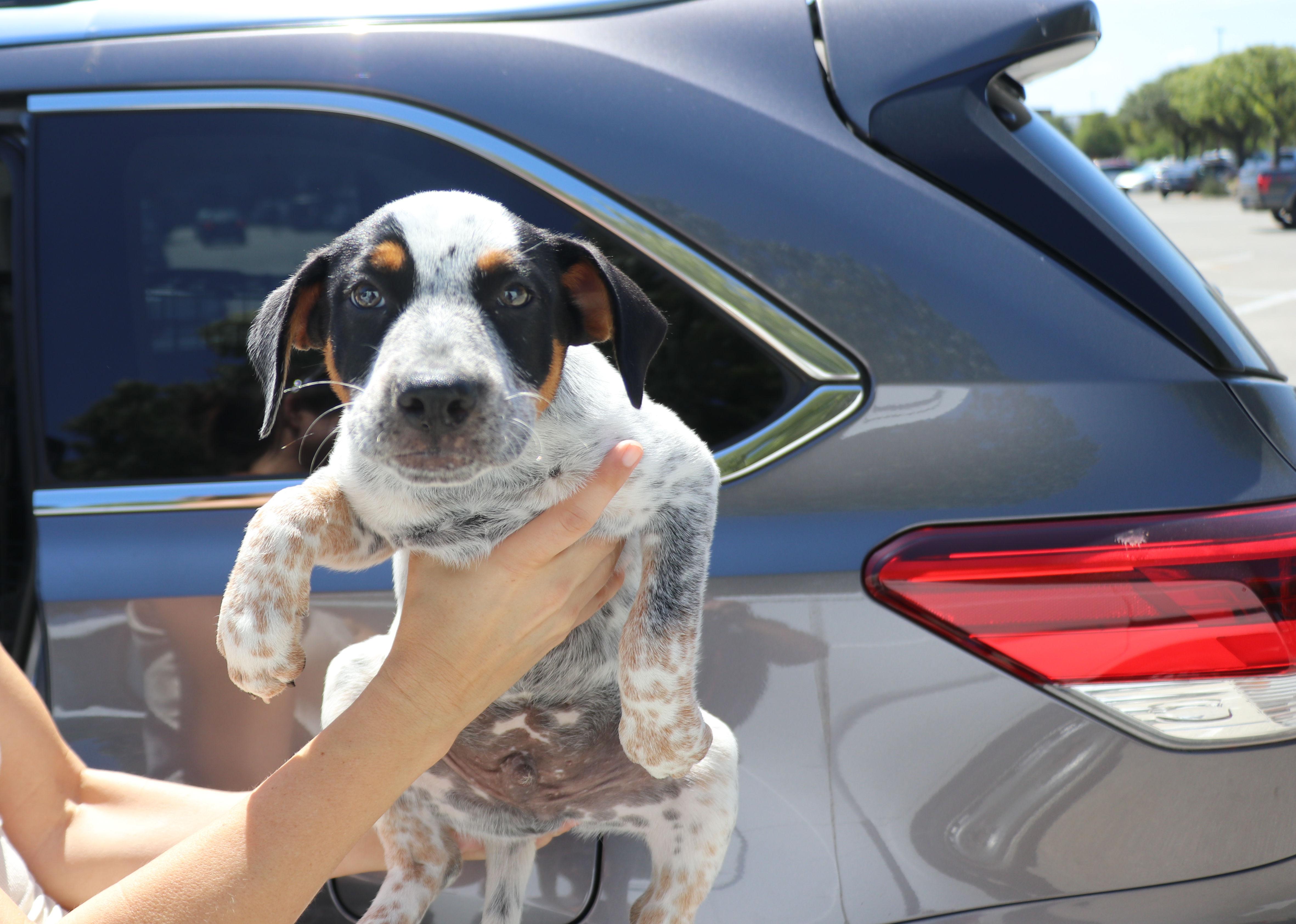 Enlarge Muffin, an adopted mixed breed in Pflugerville, TX image 3/6