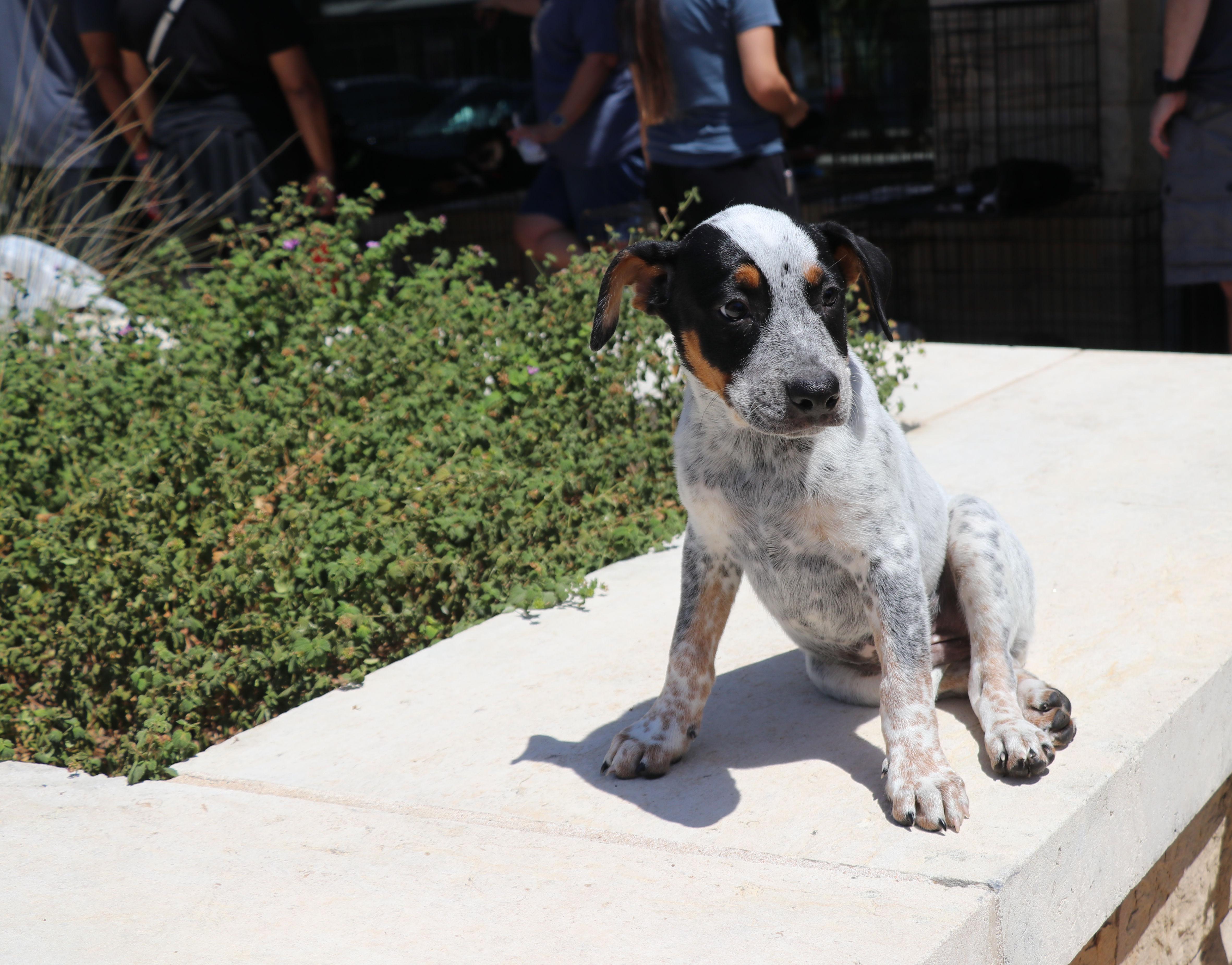 Enlarge Muffin, an adopted mixed breed in Pflugerville, TX image 4/6