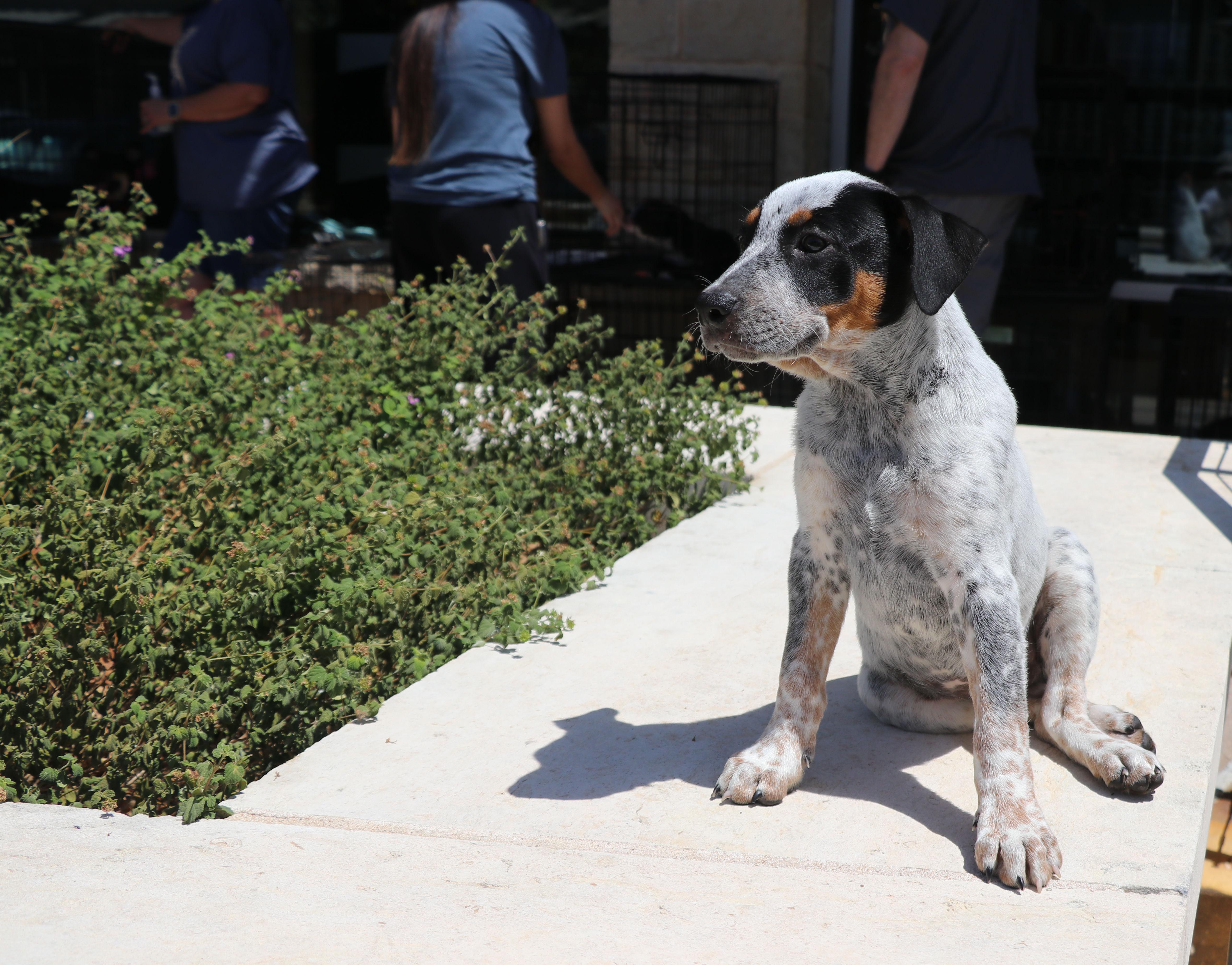 Enlarge Muffin, an adopted mixed breed in Pflugerville, TX image 6/6