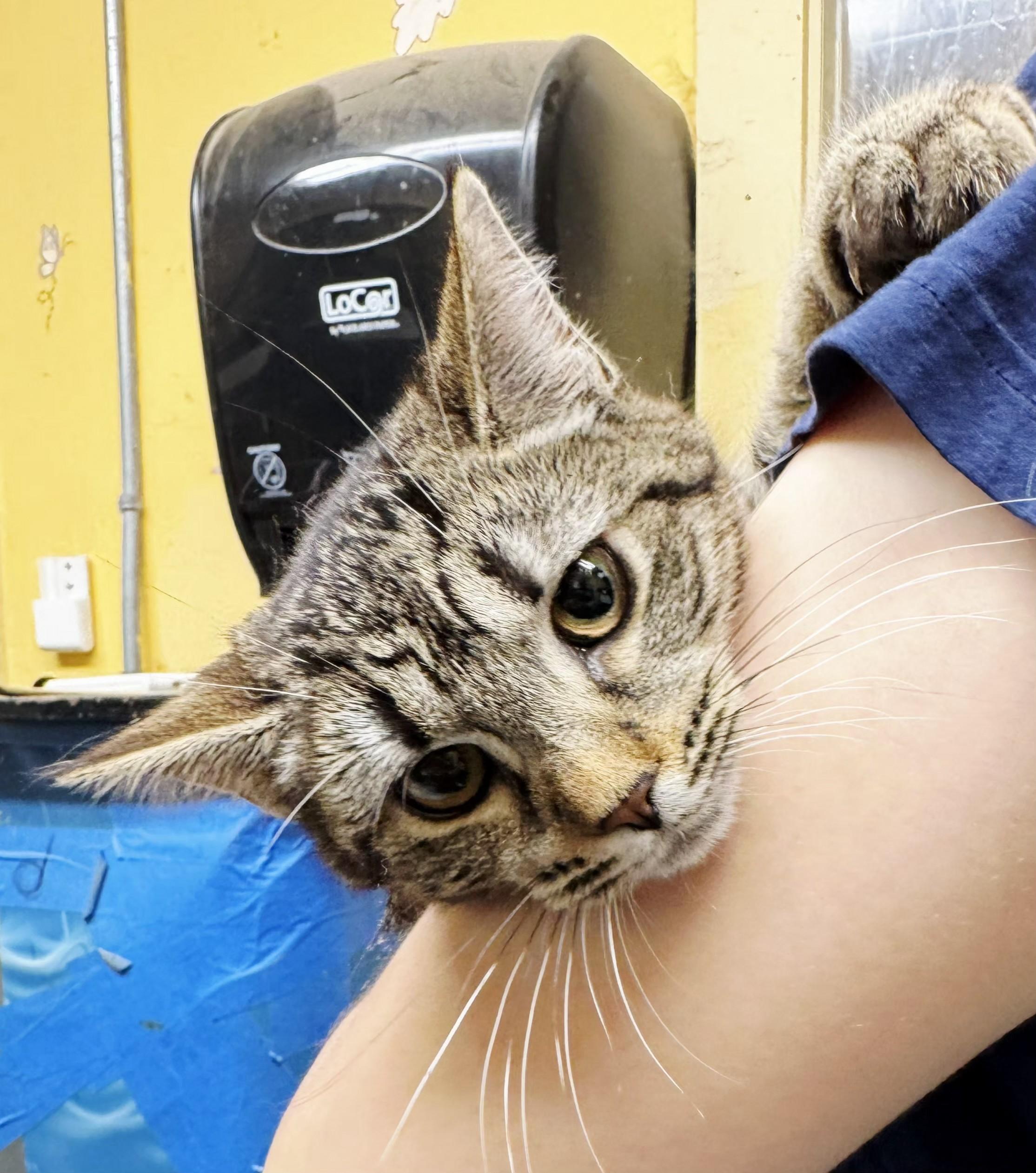 Enlarge Brittany, a ADOPTABLE mixed breed in Perth Amboy, NJ image 2/3