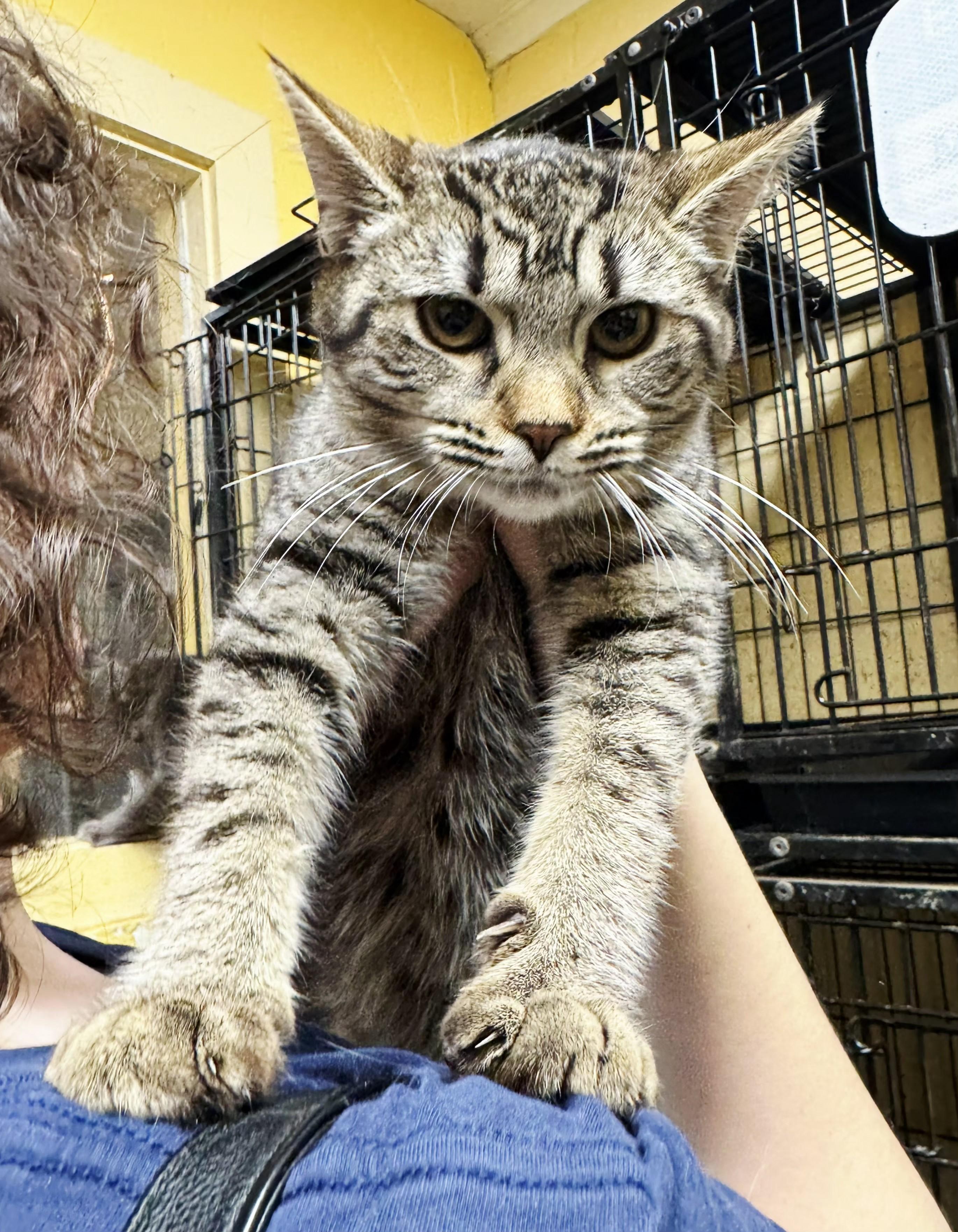 Enlarge Brittany, a ADOPTABLE mixed breed in Perth Amboy, NJ image 1/3