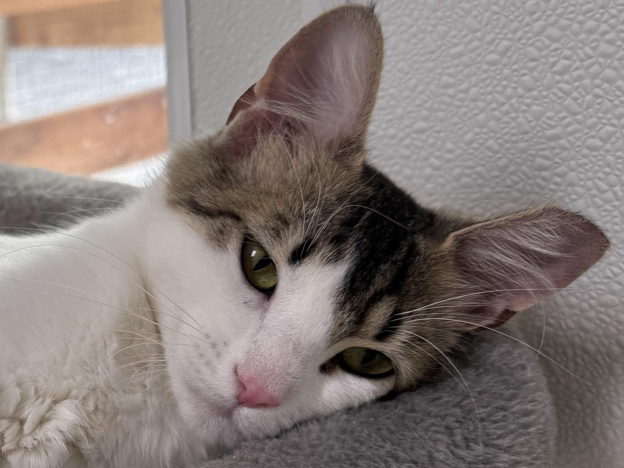 Libby, an adoptable Domestic Medium Hair in Republic, WA, 99166 | Photo Image 1