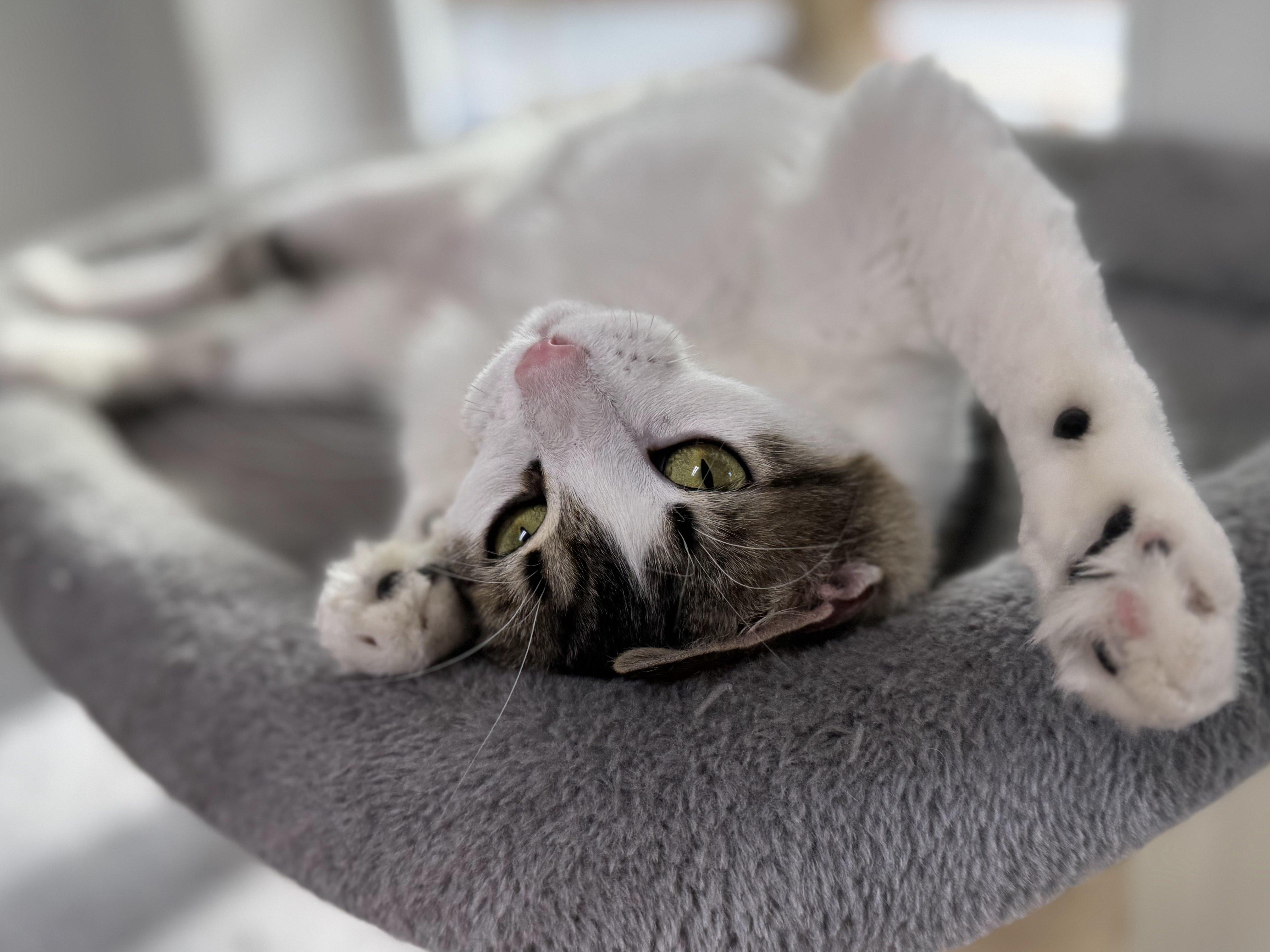 Libby, an adoptable Domestic Medium Hair in Republic, WA, 99166 | Photo Image 3