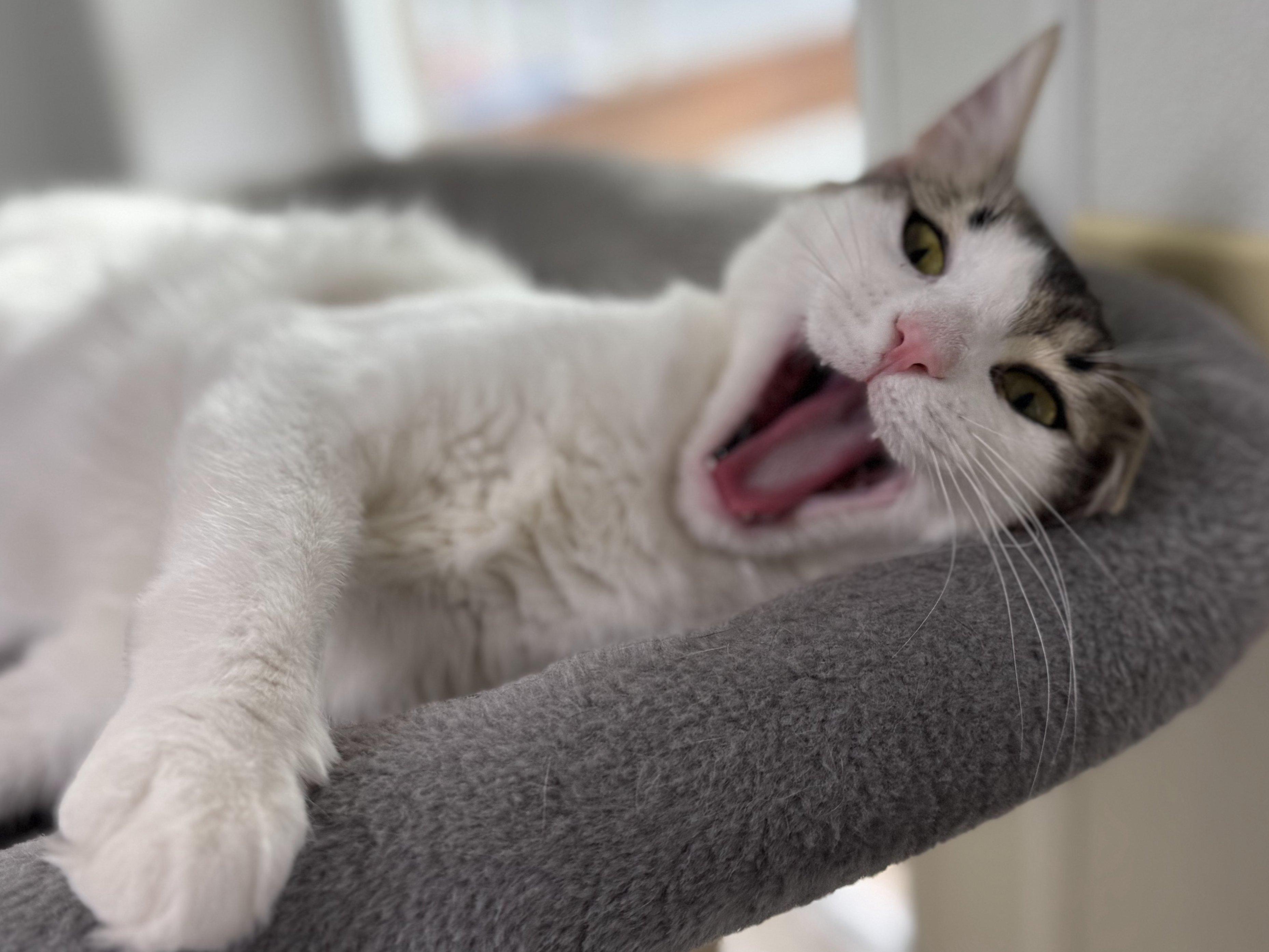 Libby, an adoptable Domestic Medium Hair in Republic, WA, 99166 | Photo Image 2