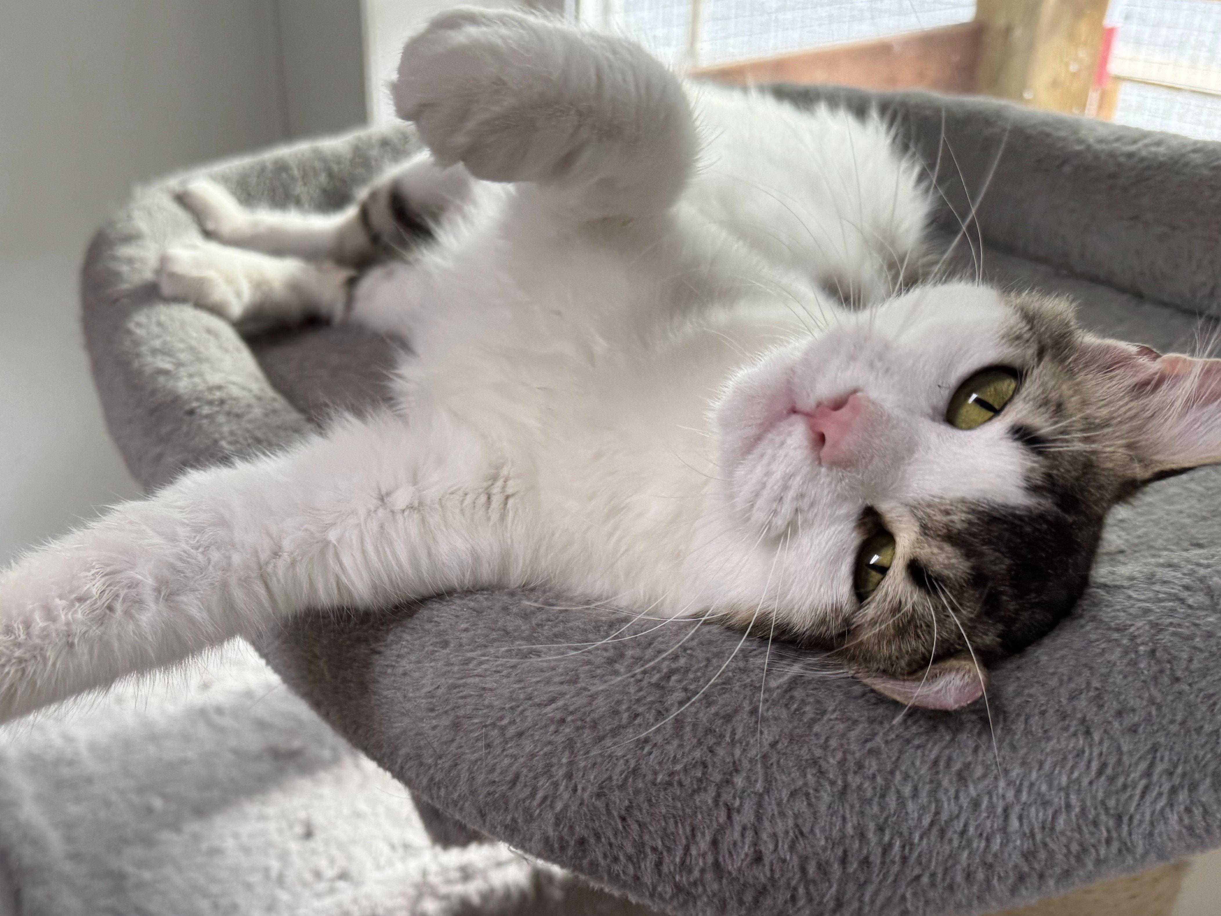 Libby, an adoptable Domestic Medium Hair in Republic, WA, 99166 | Photo Image 5