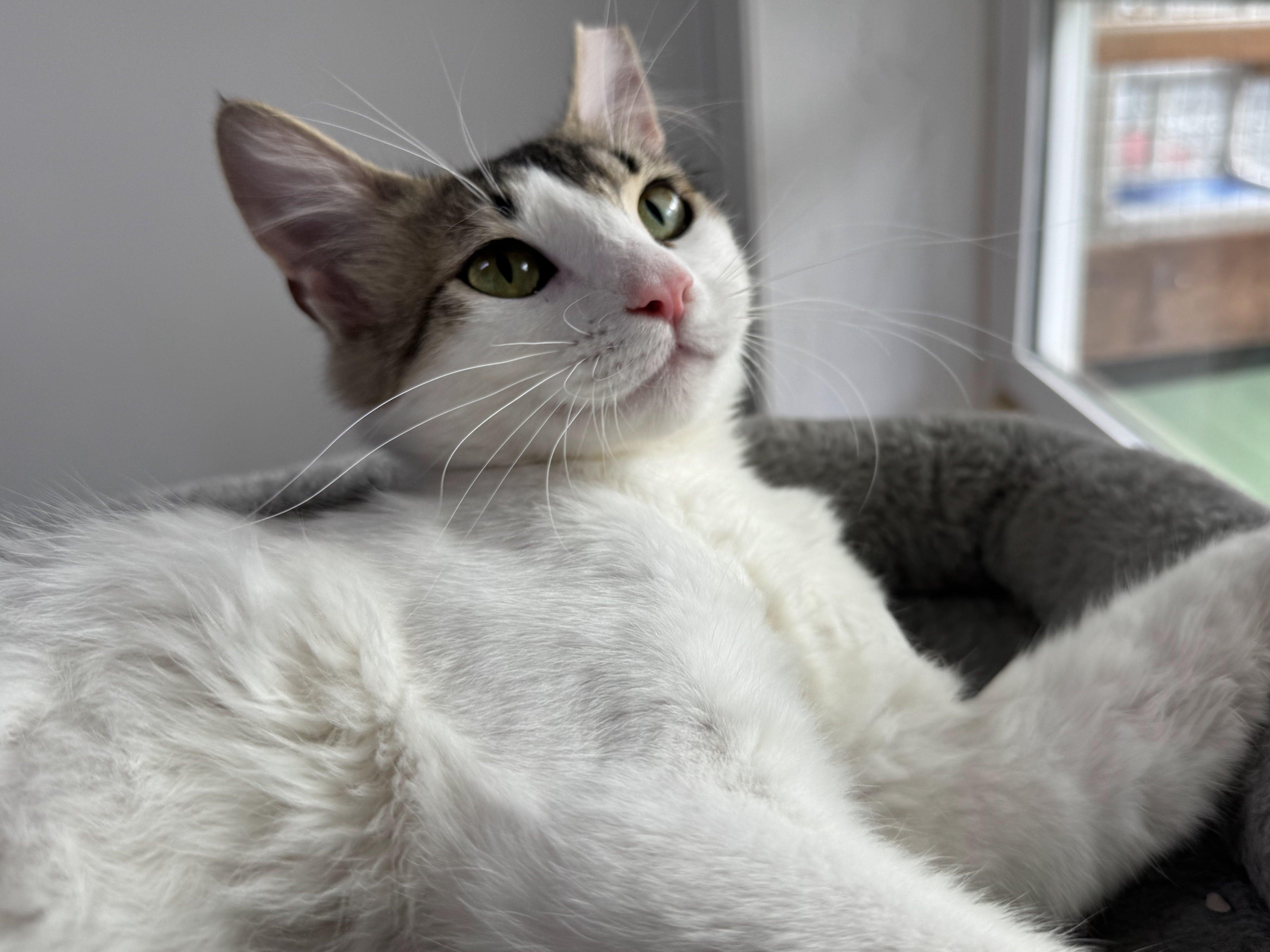 Libby, an adoptable Domestic Medium Hair in Republic, WA, 99166 | Photo Image 4