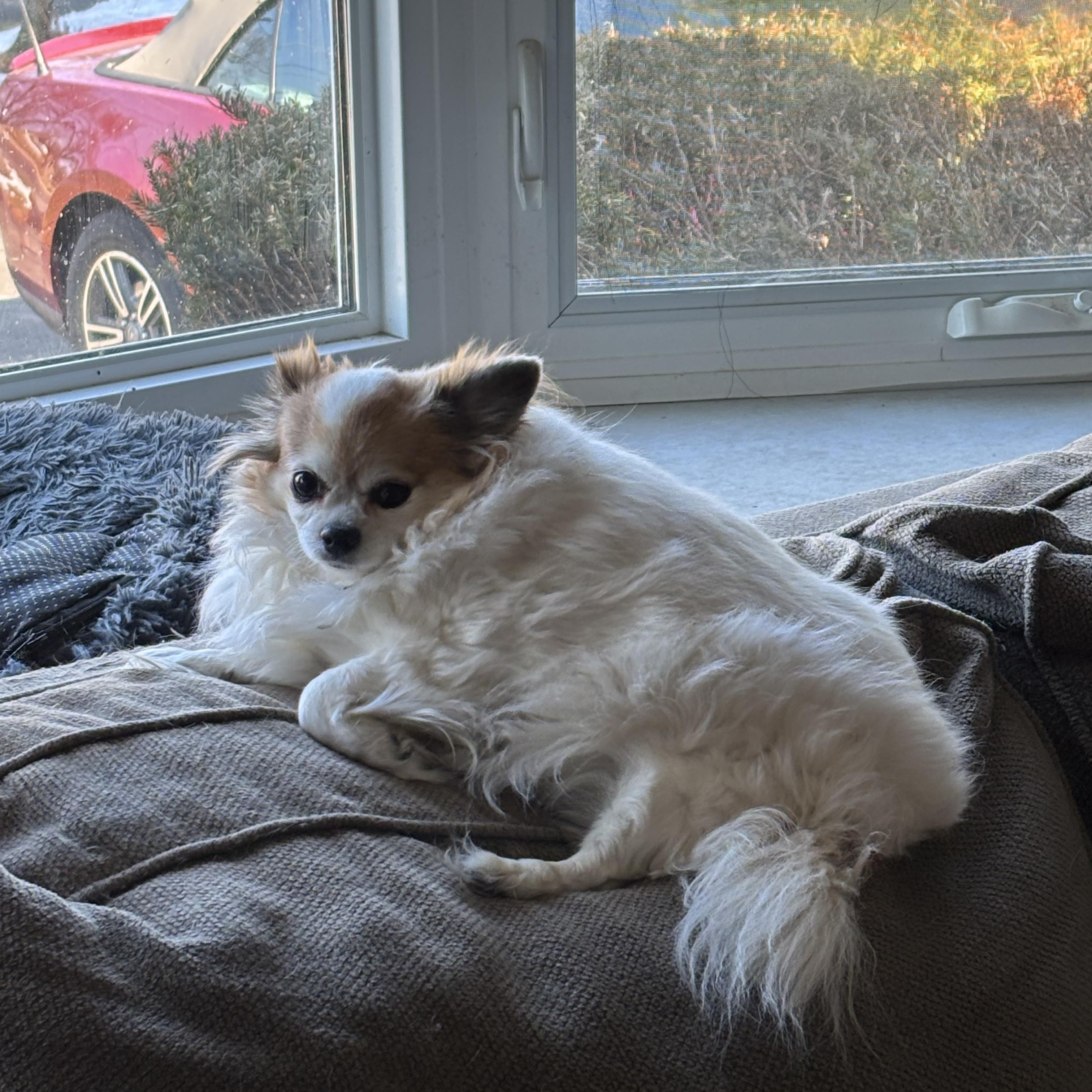 Enlarge Jade, a ADOPTABLE Chihuahua in Chalfont, PA image 1/1