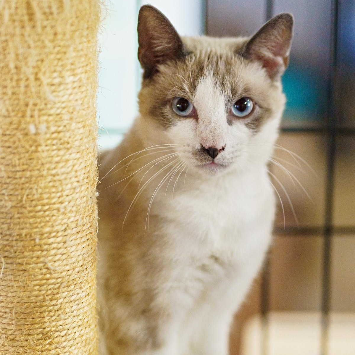 Enlarge Dumbledore, an adopted mixed breed in Marble Falls, TX image 1/4
