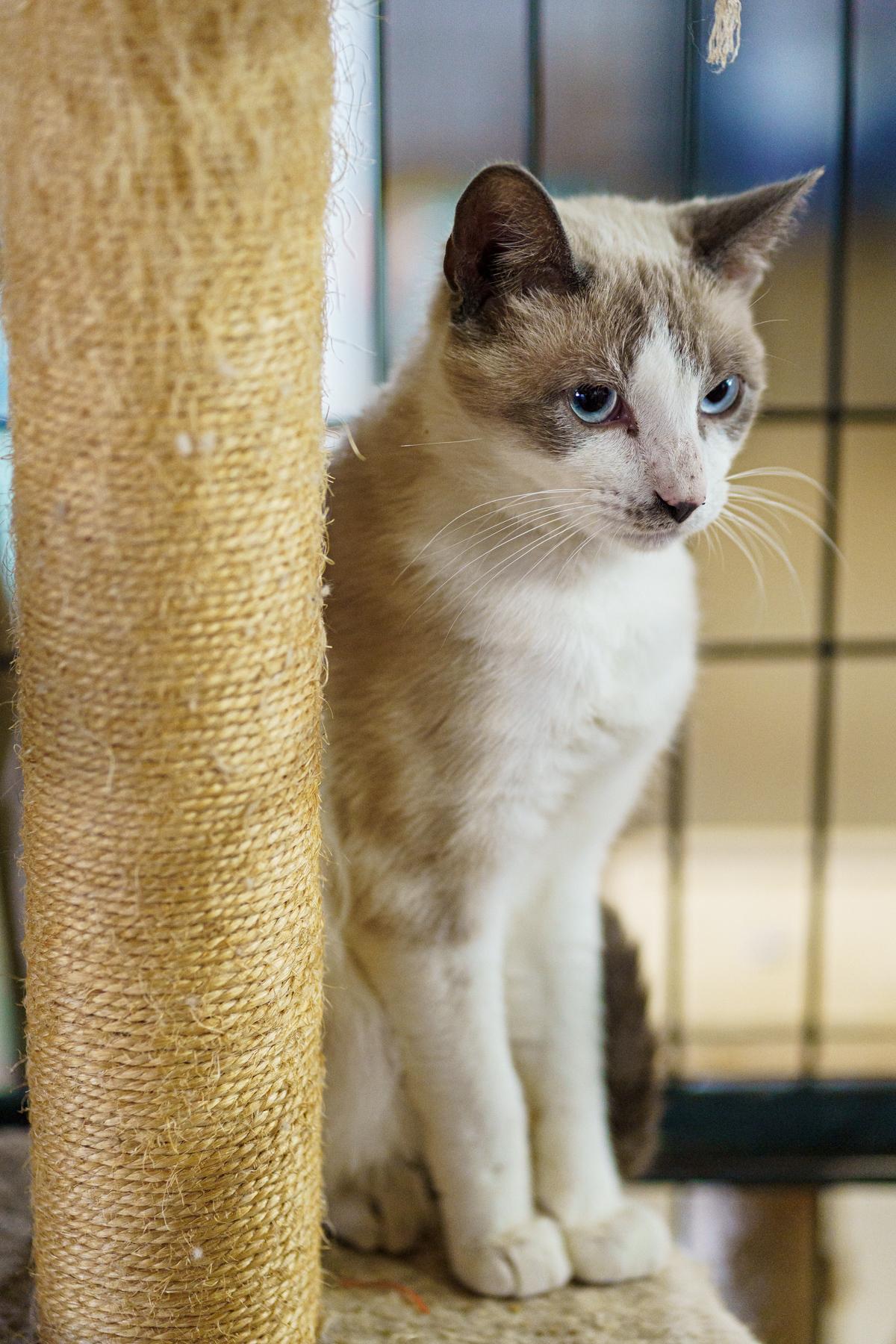 Enlarge Dumbledore, an adopted mixed breed in Marble Falls, TX image 3/4