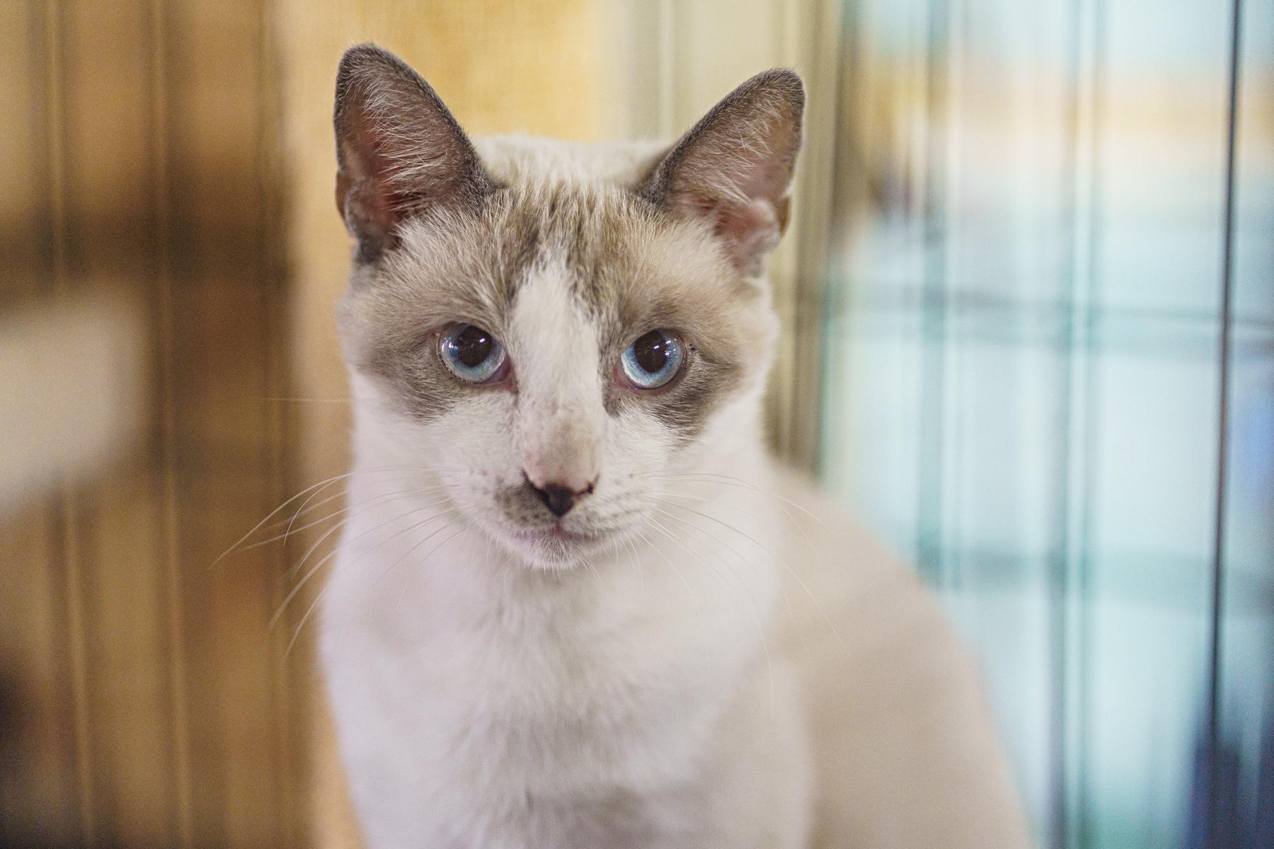 Enlarge Dumbledore, an adopted mixed breed in Marble Falls, TX image 4/4