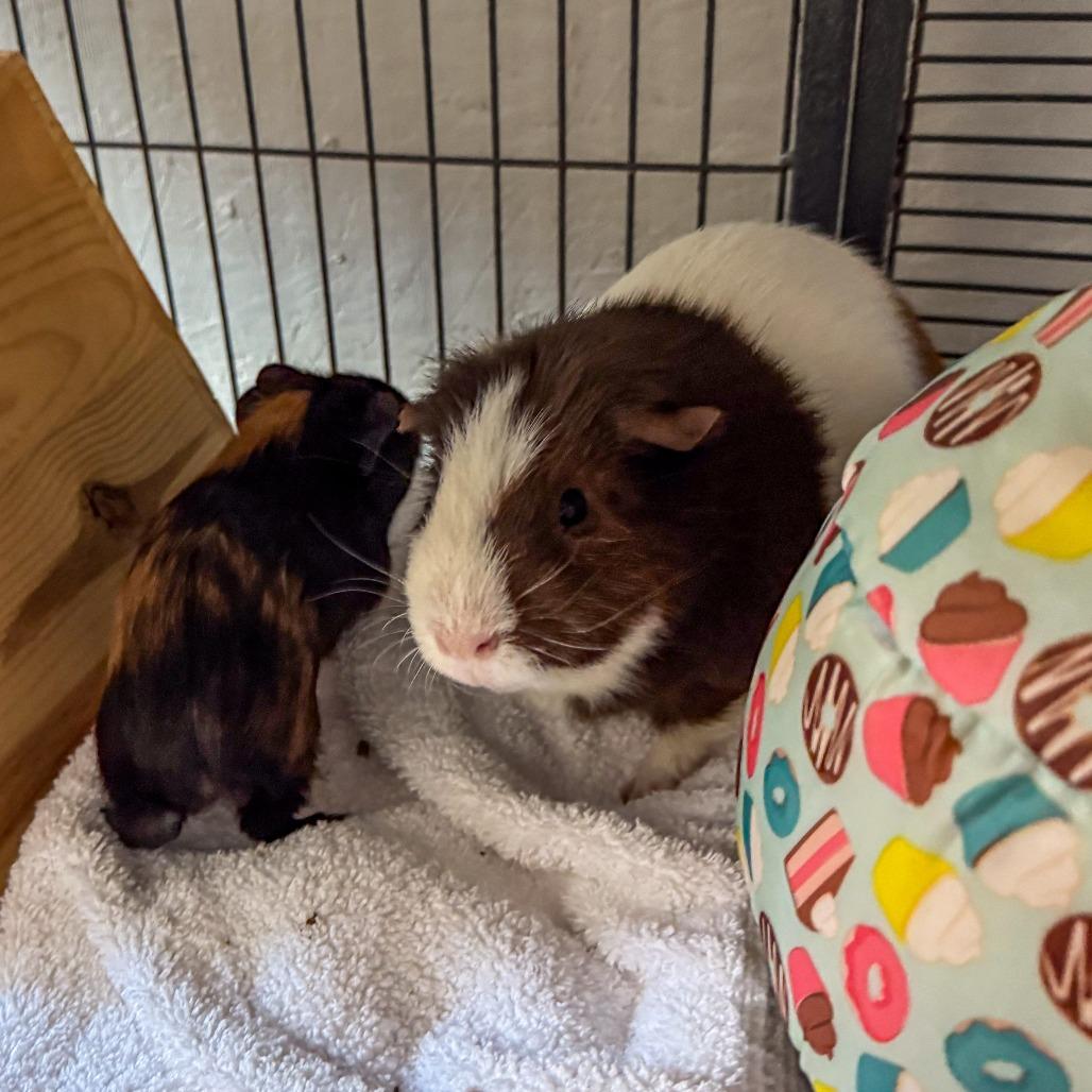 Dorian *Bonded w/ David*, Adoptable, Baby Male Guinea Pig.