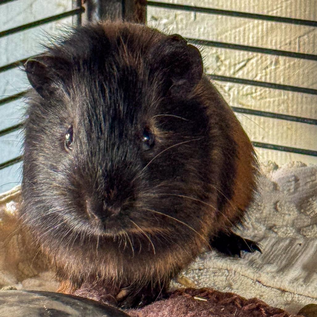 Dorian *Bonded w/ David*, a Adoptable Guinea Pig in Kennebunk, ME image 3/4