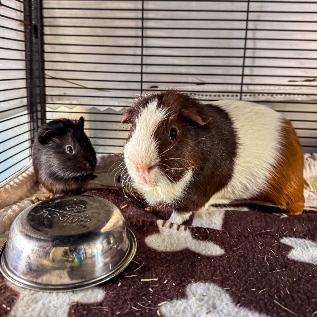 Dorian *Bonded w/ David*, a Adoptable Guinea Pig in Kennebunk, ME image 4/4
