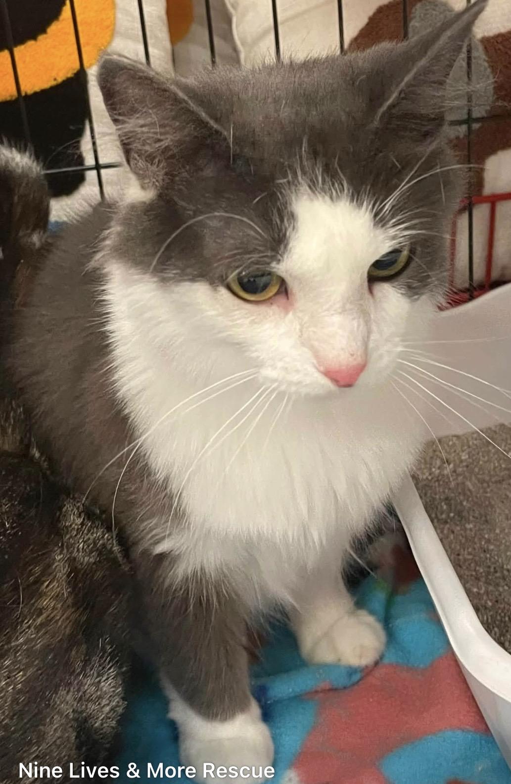 Enlarge Sheba, a ADOPTABLE Domestic Long Hair in Kalama, WA image 3/3
