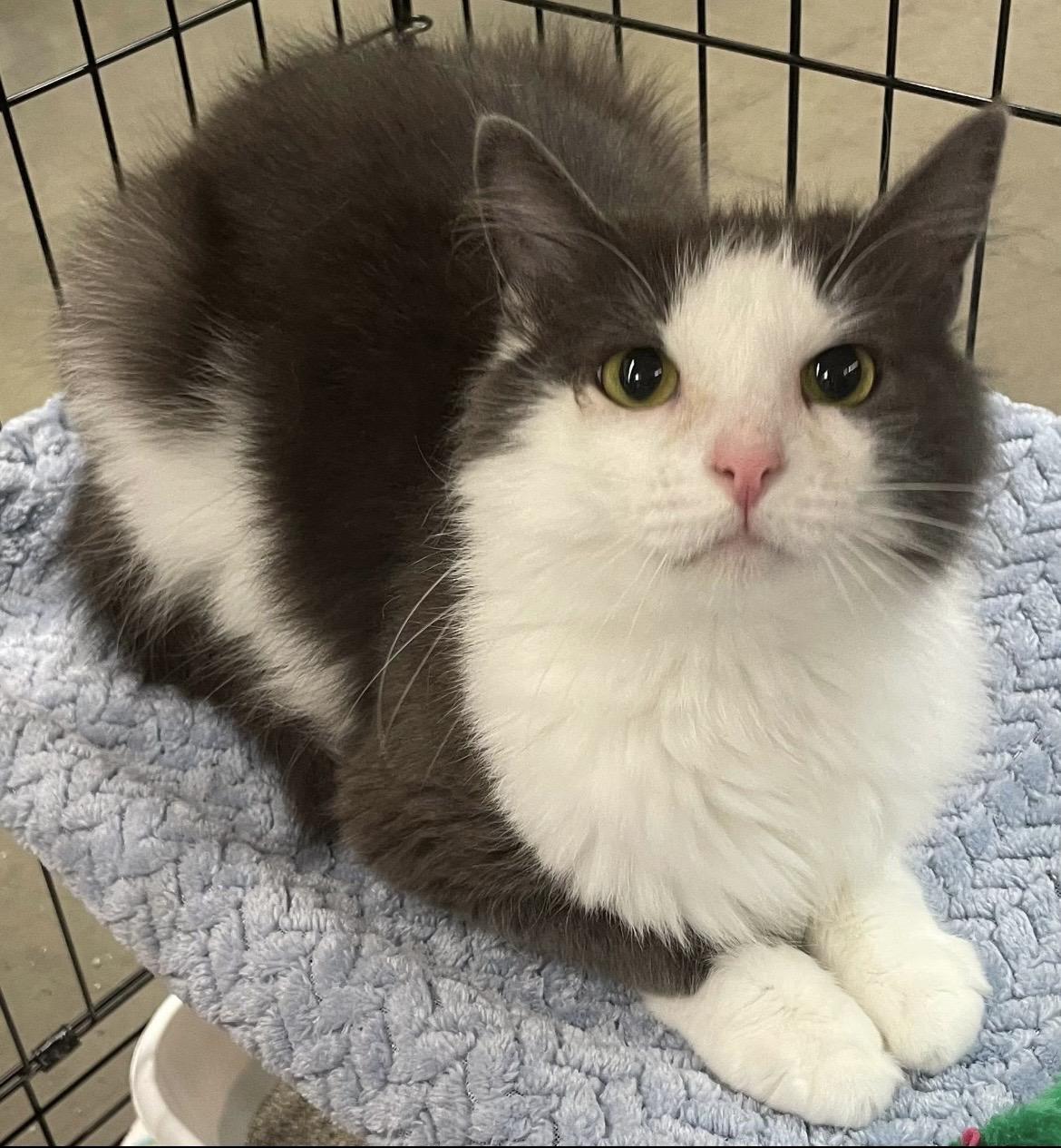 Sheba, ADOPTABLE, Young Female Domestic Long Hair.
