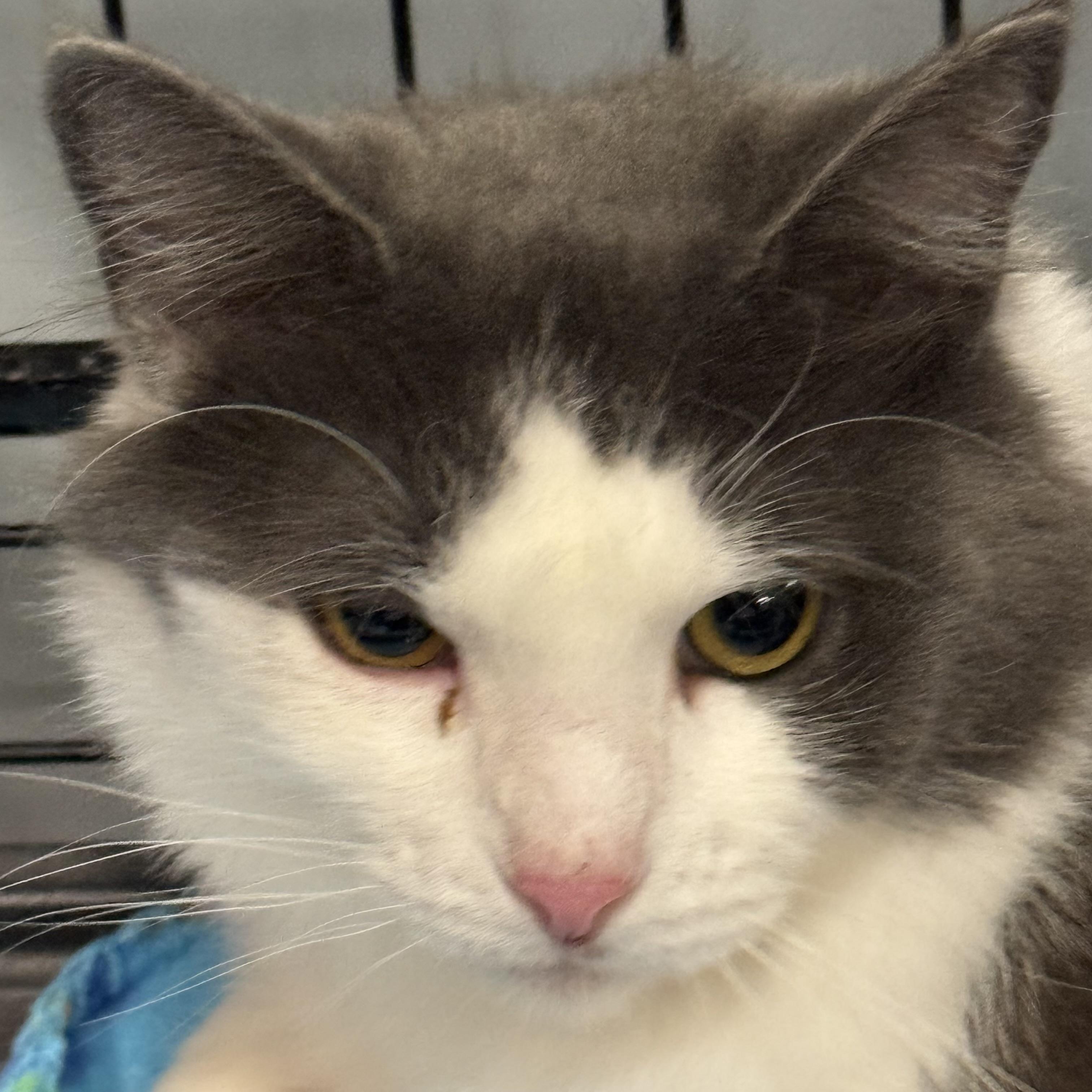 Enlarge Sheba, a ADOPTABLE Domestic Long Hair in Kalama, WA image 2/3