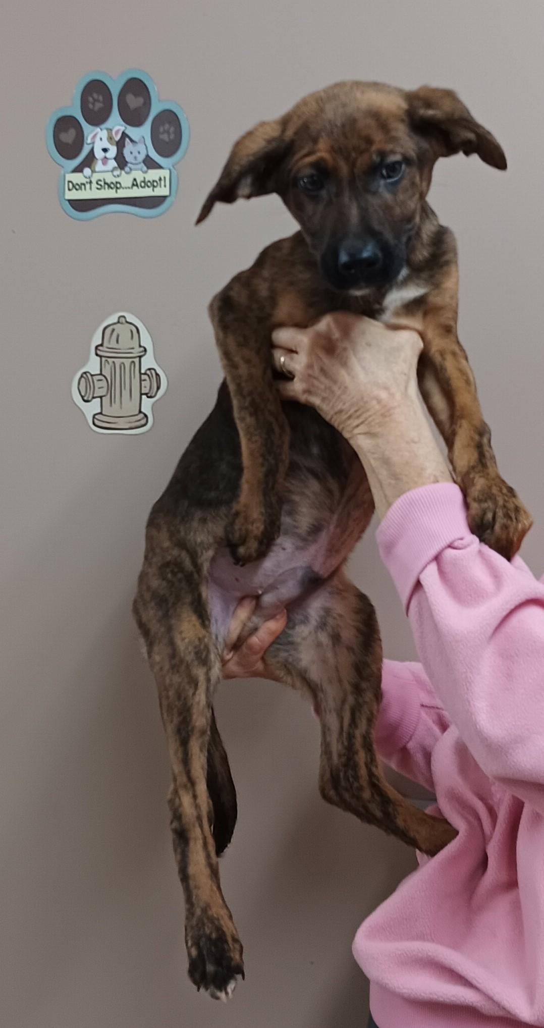 Enlarge Leonard , an adopted mixed breed in Springfield, OH image 1/1