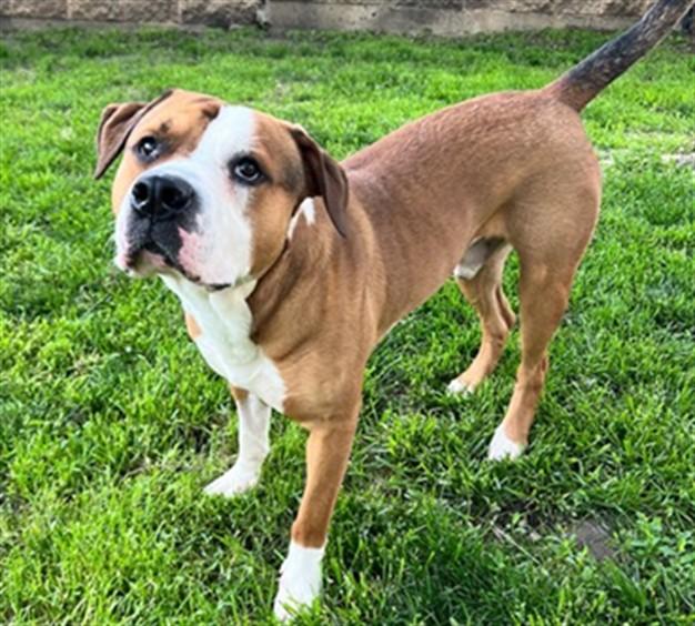 Enlarge DIESEL, a Adoptable Pit Bull Terrier in Aurora, IL image 1/1