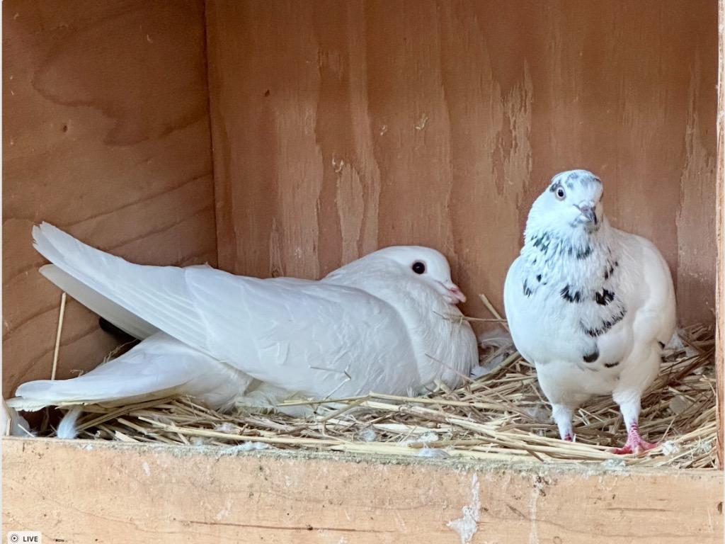 Enlarge Bowzer w/Coral, a Adoptable Pigeon in San Francisco, CA image 1/3