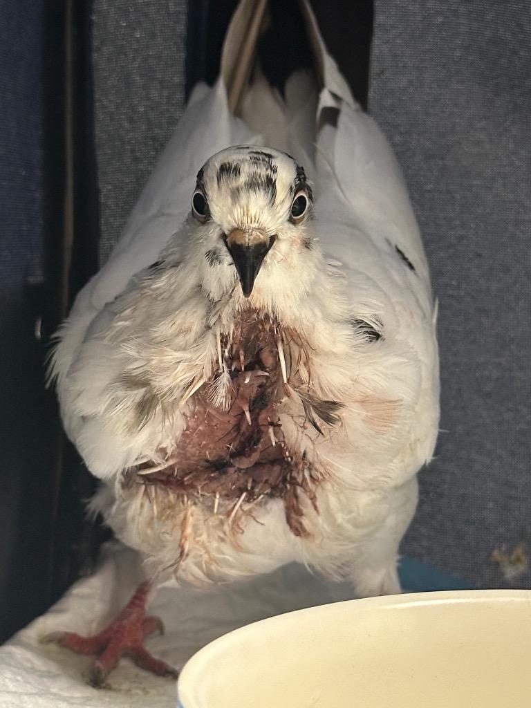 Enlarge Bowzer w/Coral, a Adoptable Pigeon in San Francisco, CA image 2/3