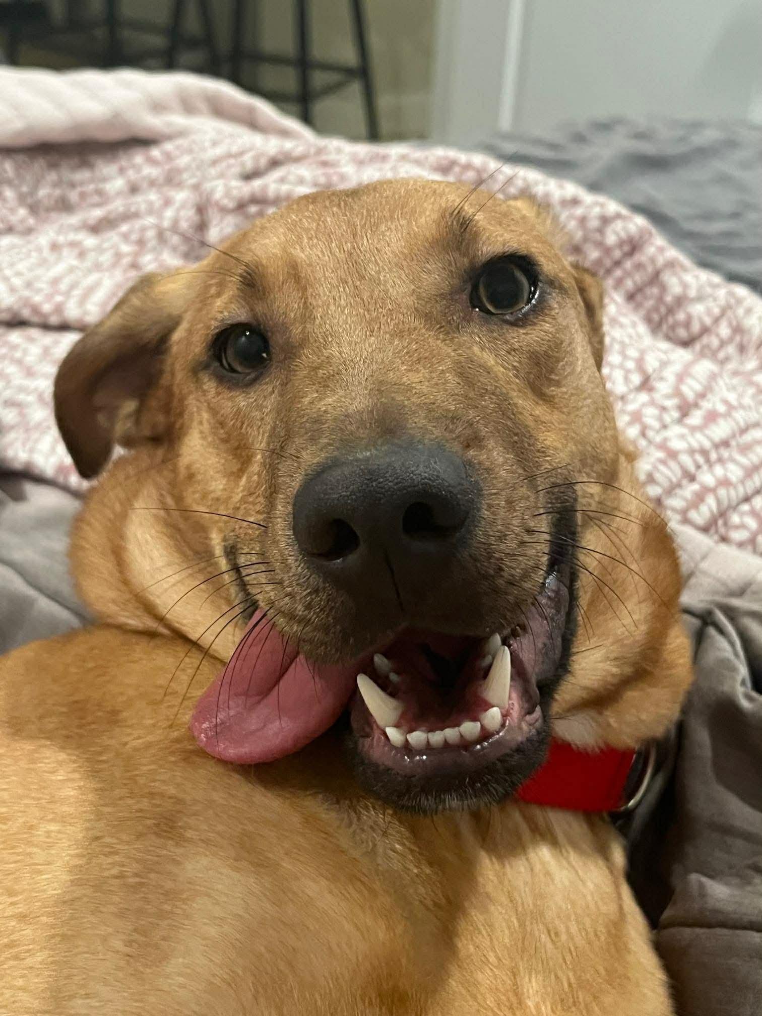 America (FEE SPONSORED), adopted, Young Male Hound.