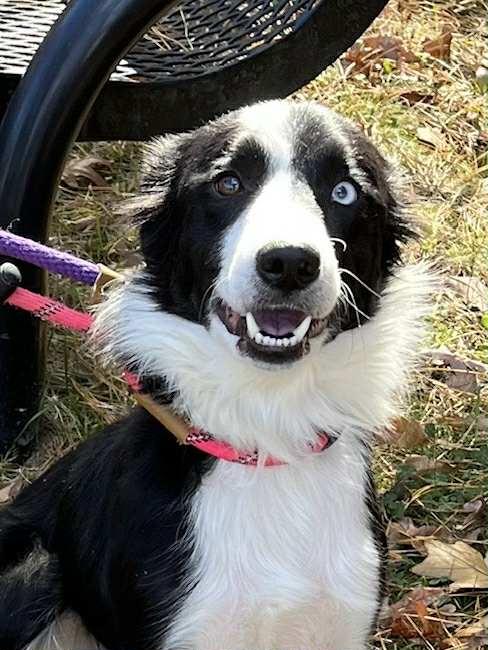 Cleo, Adoptable, Adult Female Border Collie.