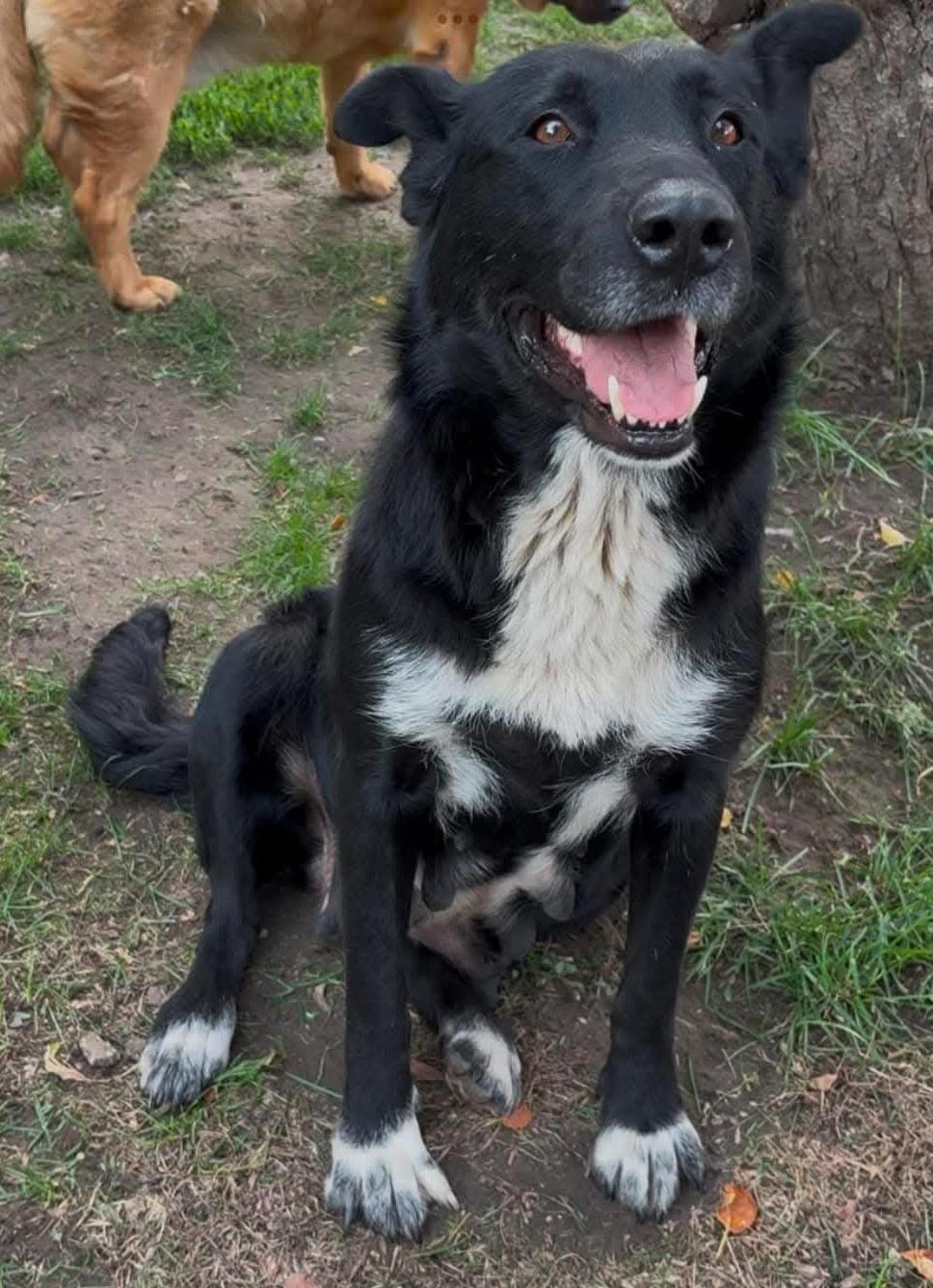 Rosita