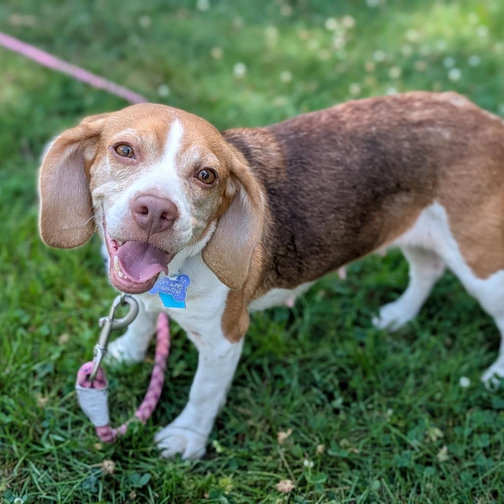 Dottie, an adopted mixed breed in Fenton, MI image 3/3