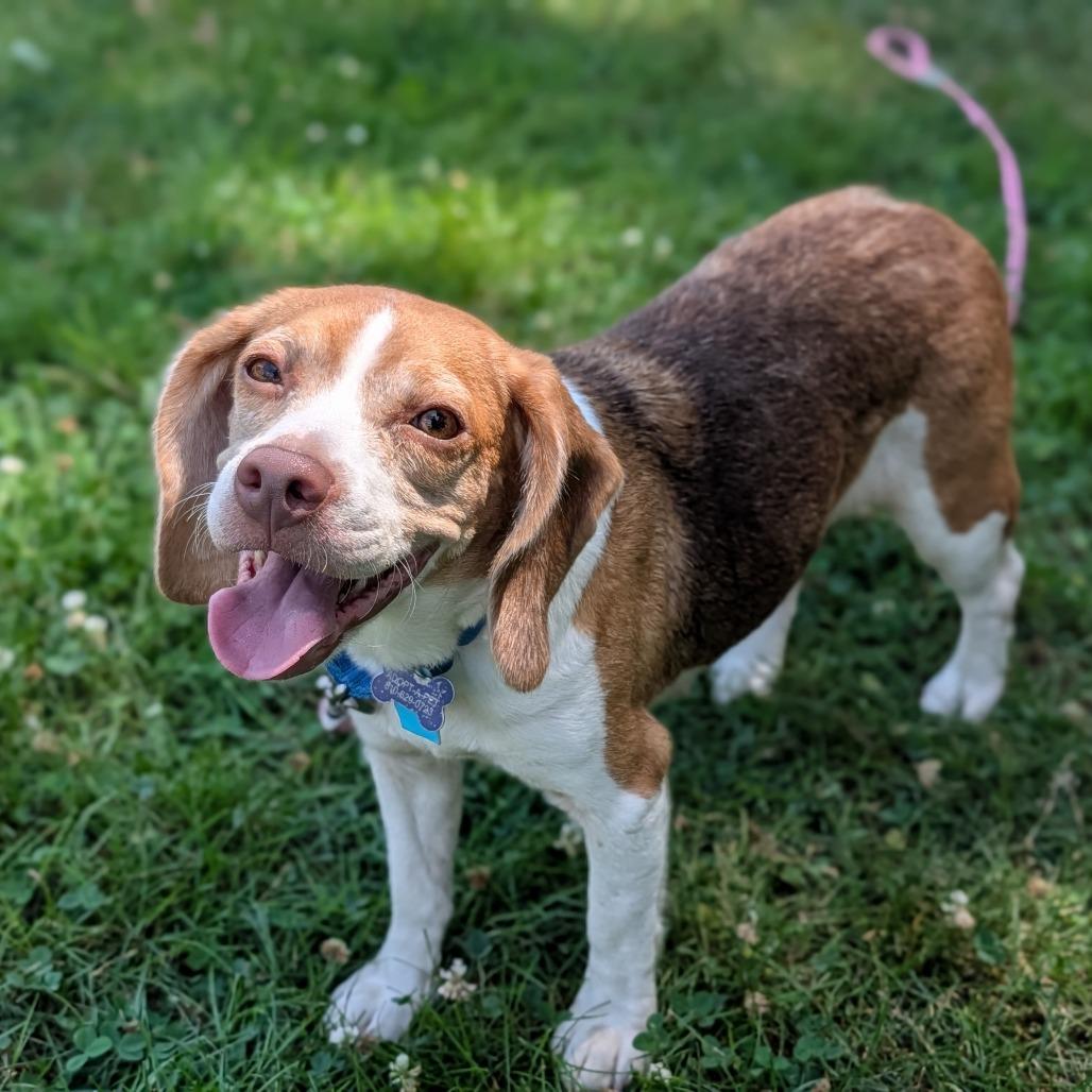 Dottie, an adopted mixed breed in Fenton, MI image 2/3
