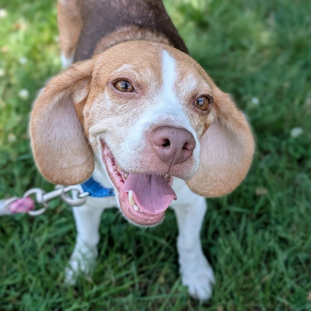 Dottie, adopted, Adult Female Beagle.
