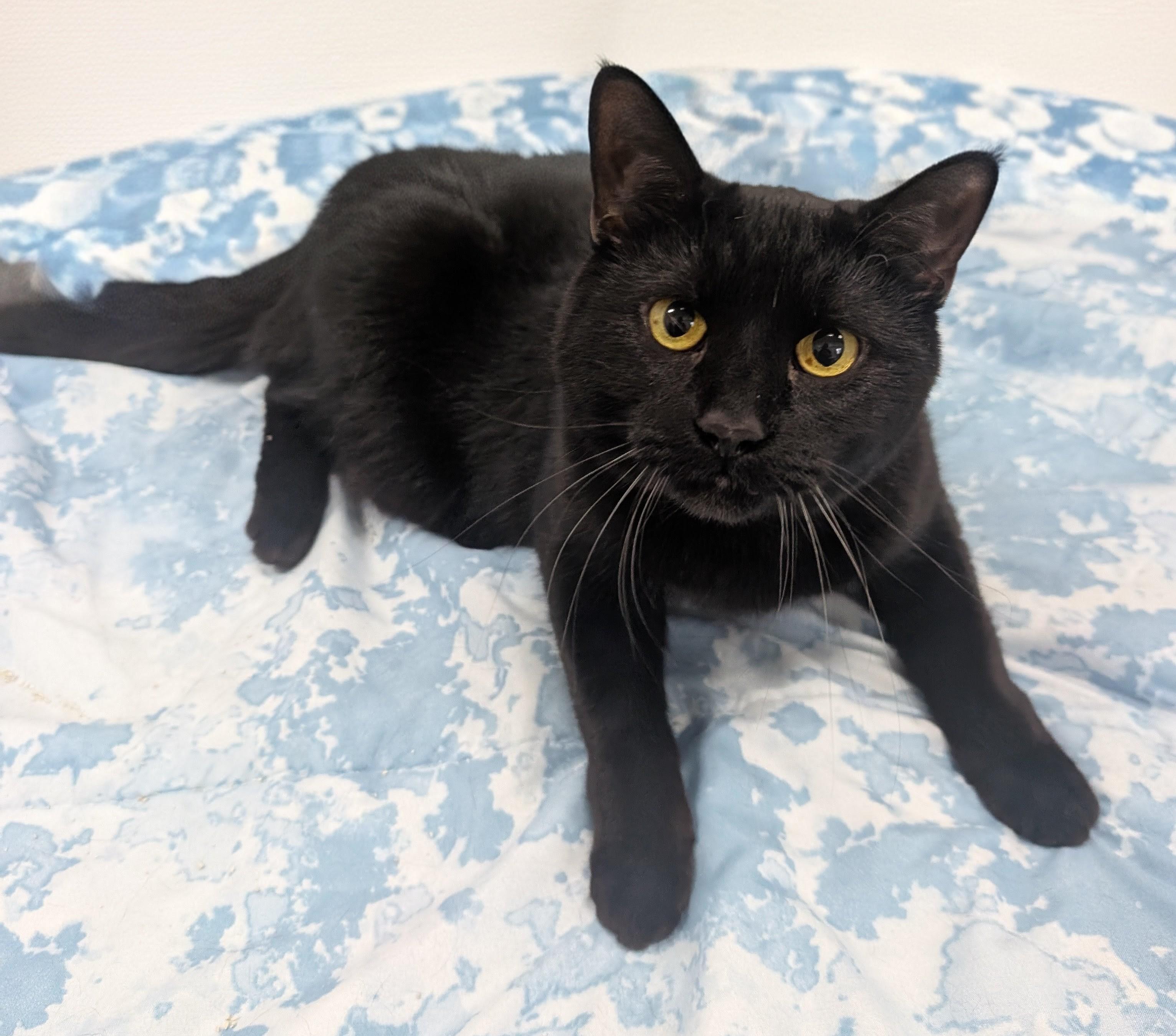 Raven, adoptable, Senior Female Domestic Short Hair.