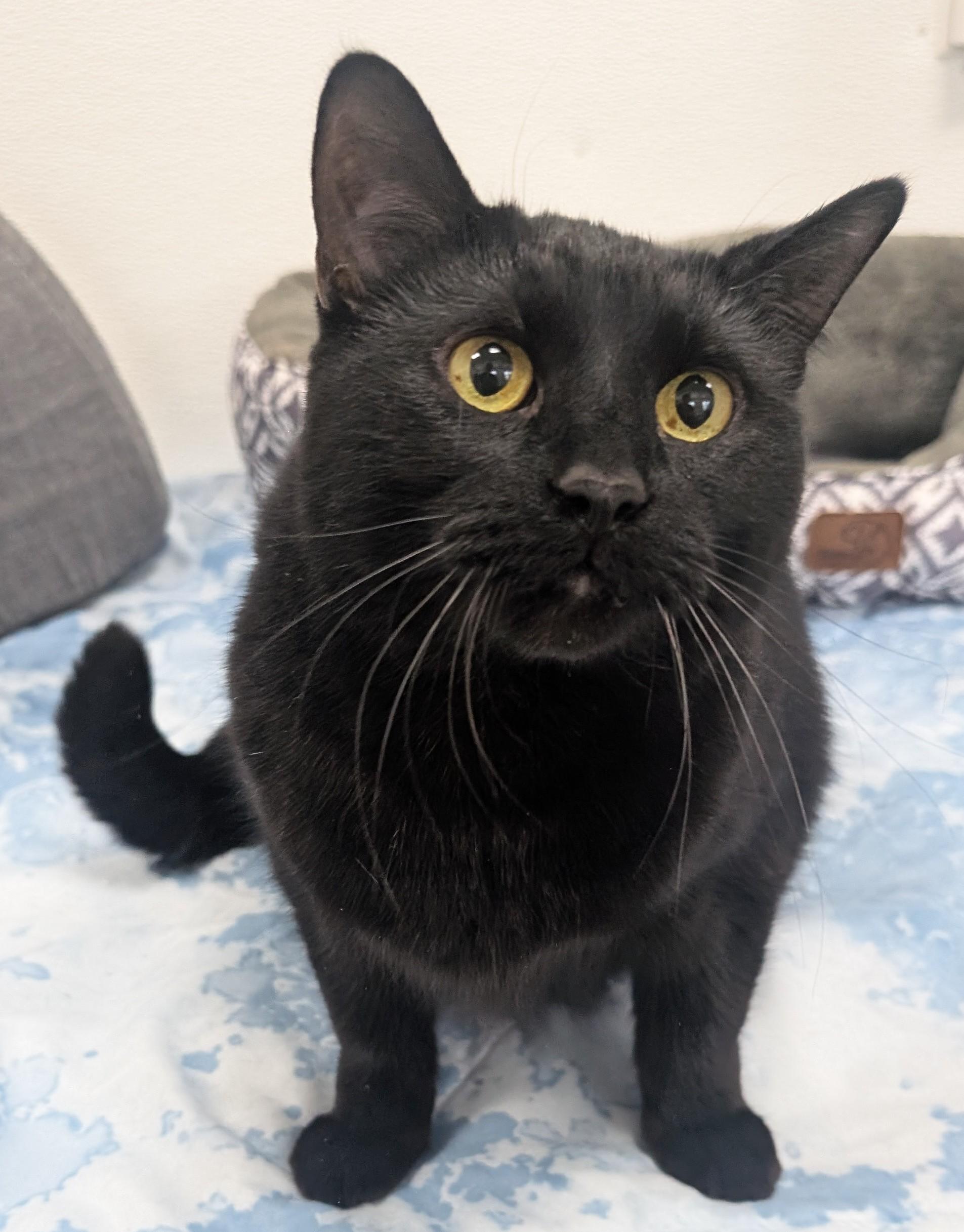 Raven, an adoptable Domestic Short Hair in New Ulm, MN image 3/6