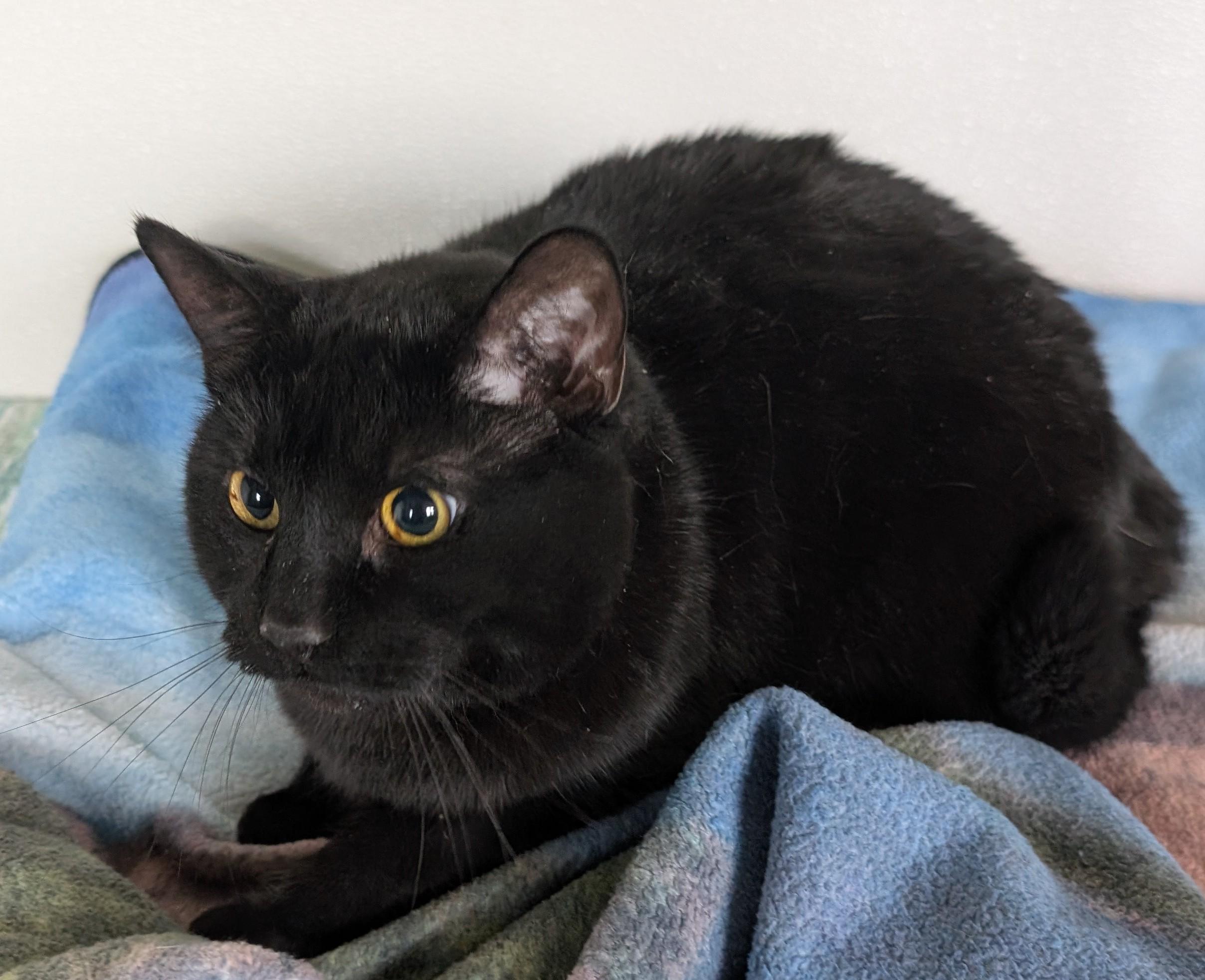 Enlarge Raven, an adoptable Domestic Short Hair in New Ulm, MN image 1/1