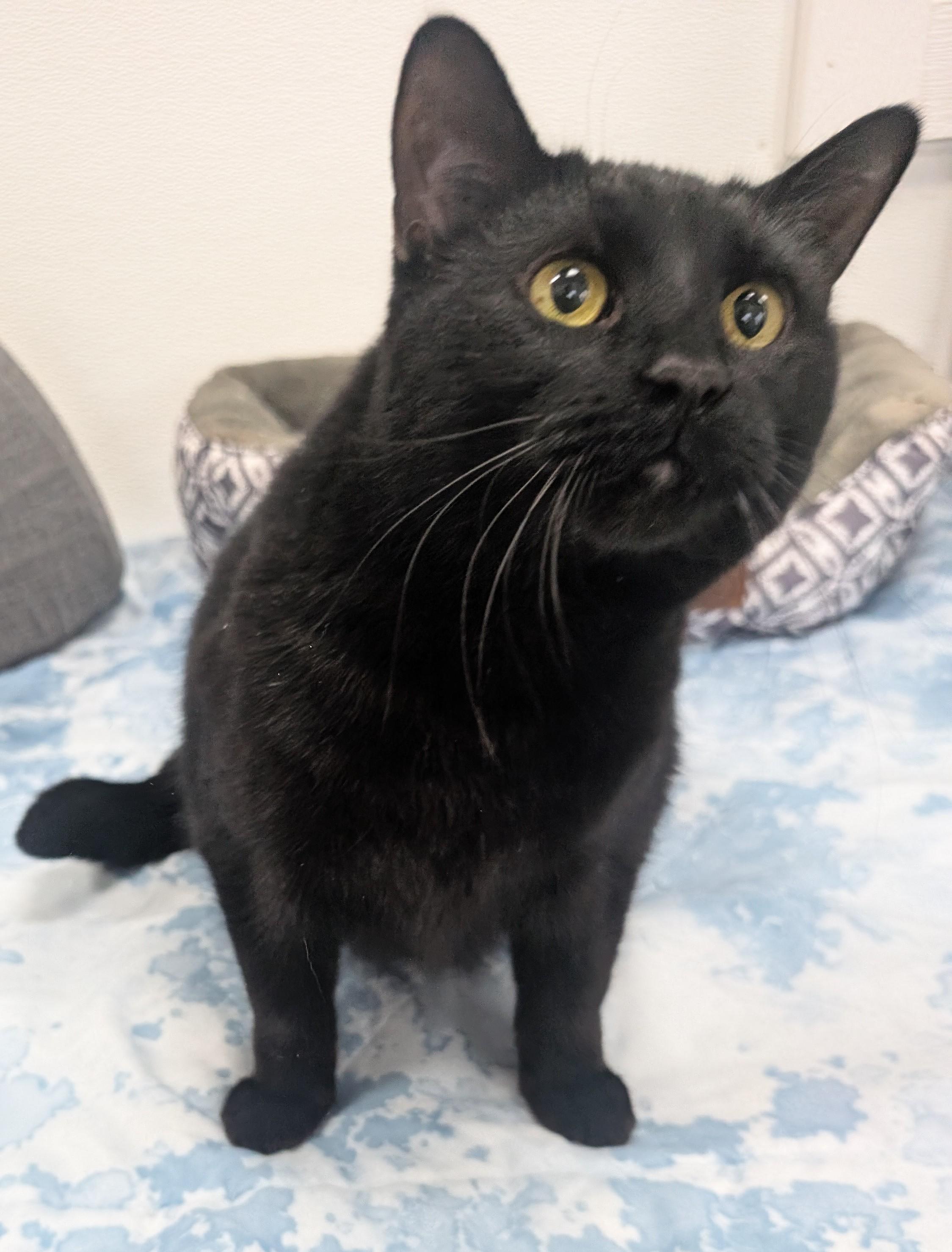 Raven, an adoptable Domestic Short Hair in New Ulm, MN image 4/6