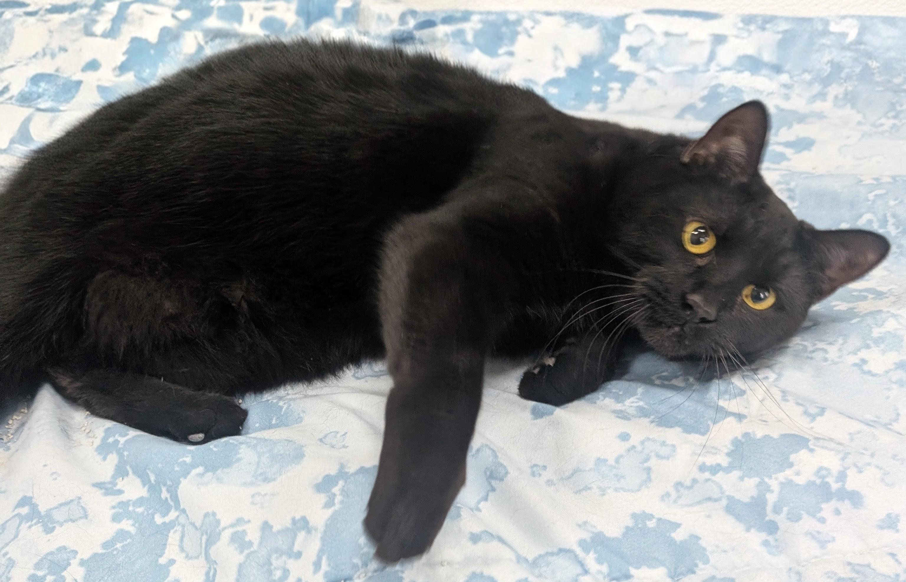 Raven, an adoptable Domestic Short Hair in New Ulm, MN image 6/6