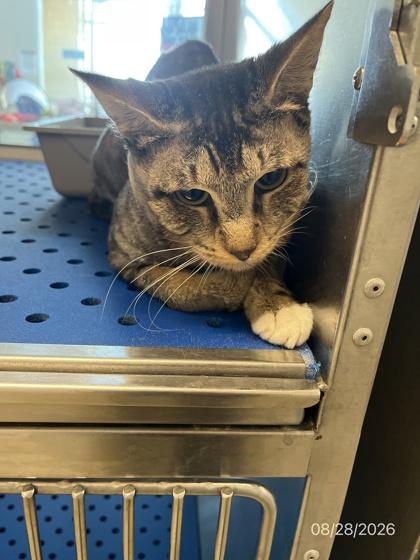 Jack, Adoptable, Adult Male Domestic Short Hair & Domestic Short Hair.