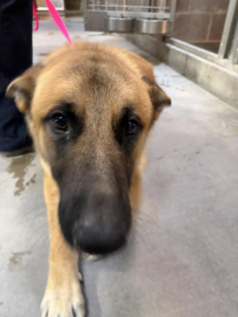 A210373, Adoptable, Adult Male German Shepherd Dog.