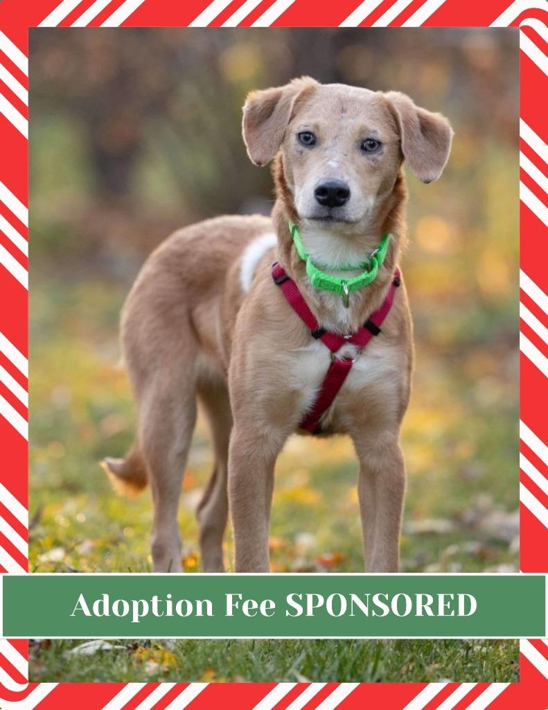 Andy, Adoptable, Young Male Retriever & Mixed Breed.