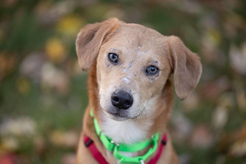 Enlarge Andy, a Adoptable mixed breed in Savage, MN image 1/6