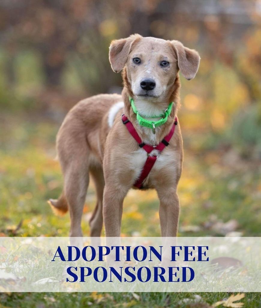 Enlarge Andy, a Adoptable mixed breed in Savage, MN image 5/6