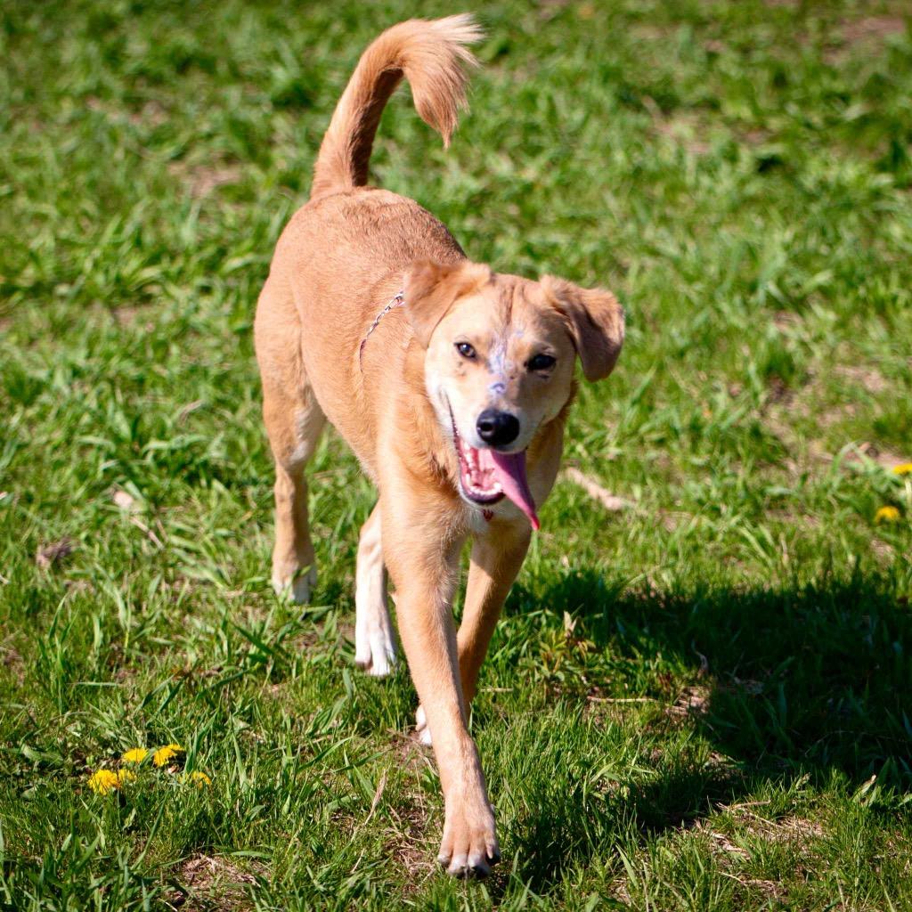 Enlarge Andy, a Adoptable mixed breed in Savage, MN image 5/6