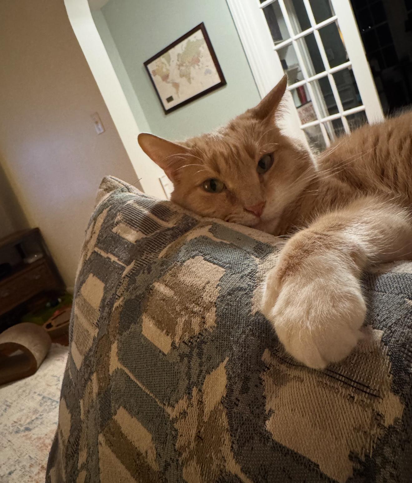 Penny , ADOPTABLE, Adult Female Extra-Toes Cat / Hemingway Polydactyl.