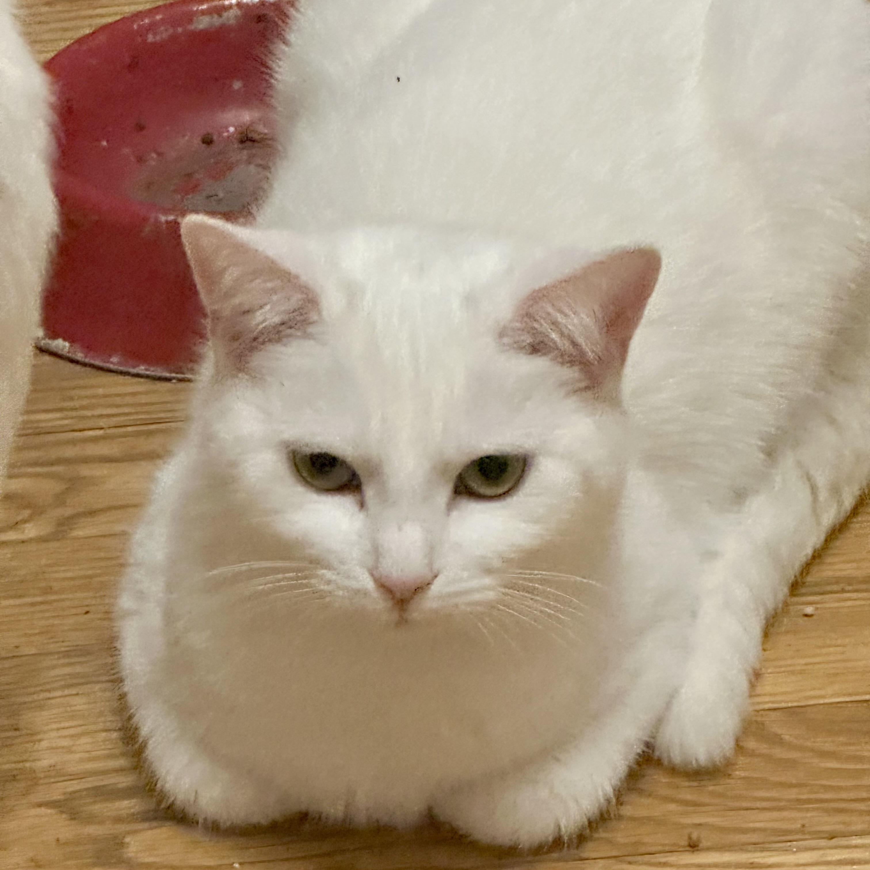 Enlarge Dot Dot, a Adoptable Domestic Short Hair in Richmond, VA image 2/2