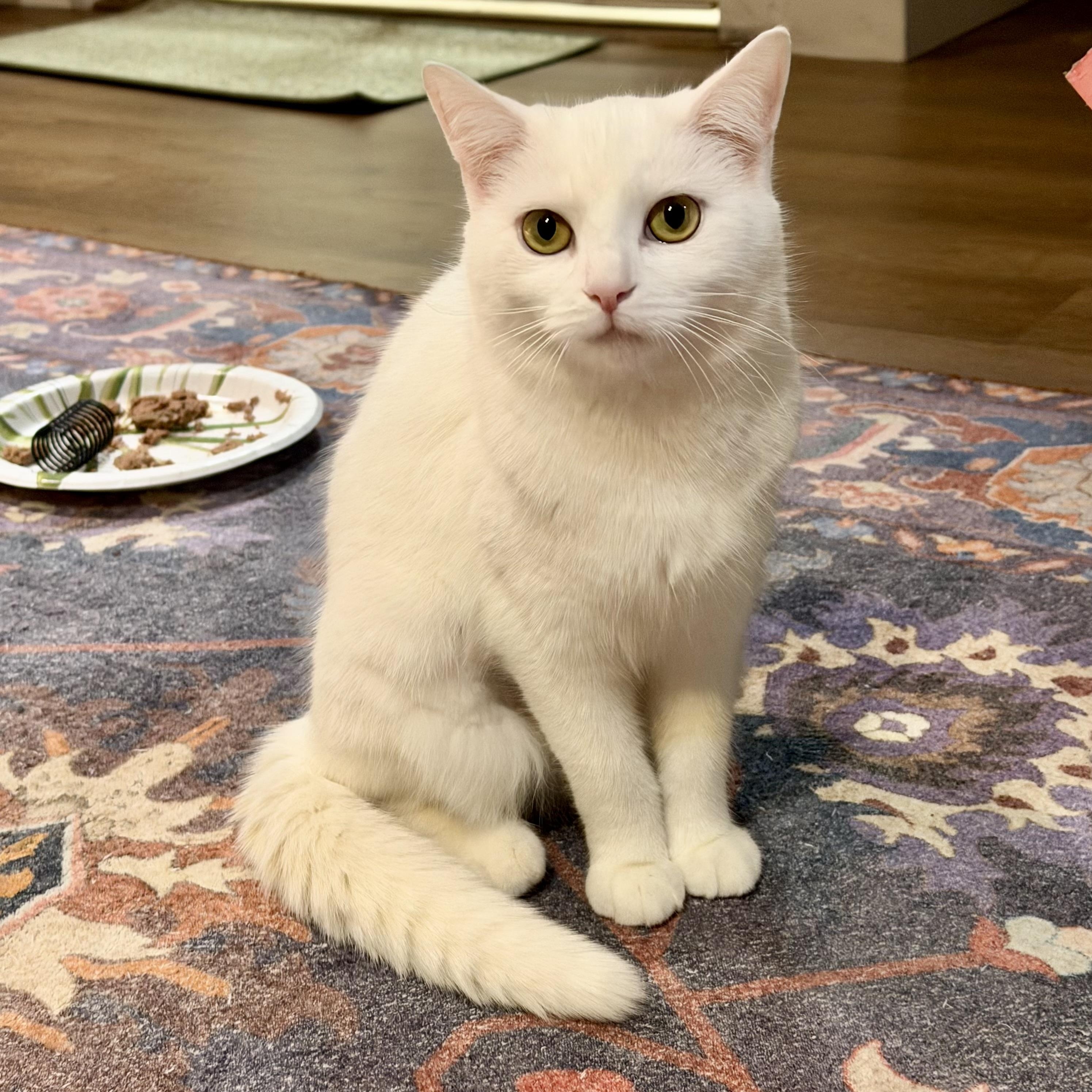 Dot Dot, Adoptable, Kitten Female Domestic Short Hair.