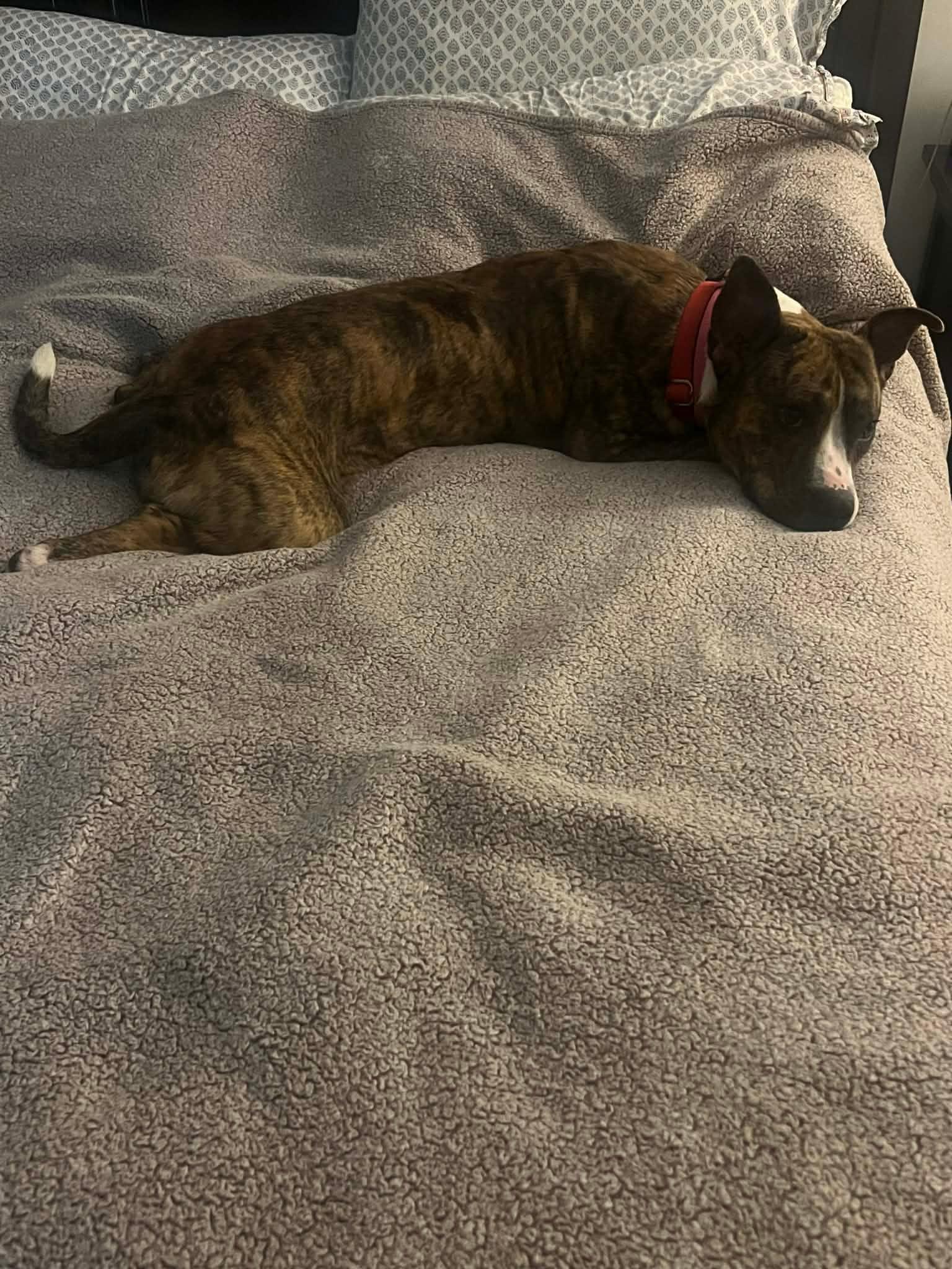 Enlarge Walnut, a ADOPTABLE mixed breed in Douglas, MA image 6/6